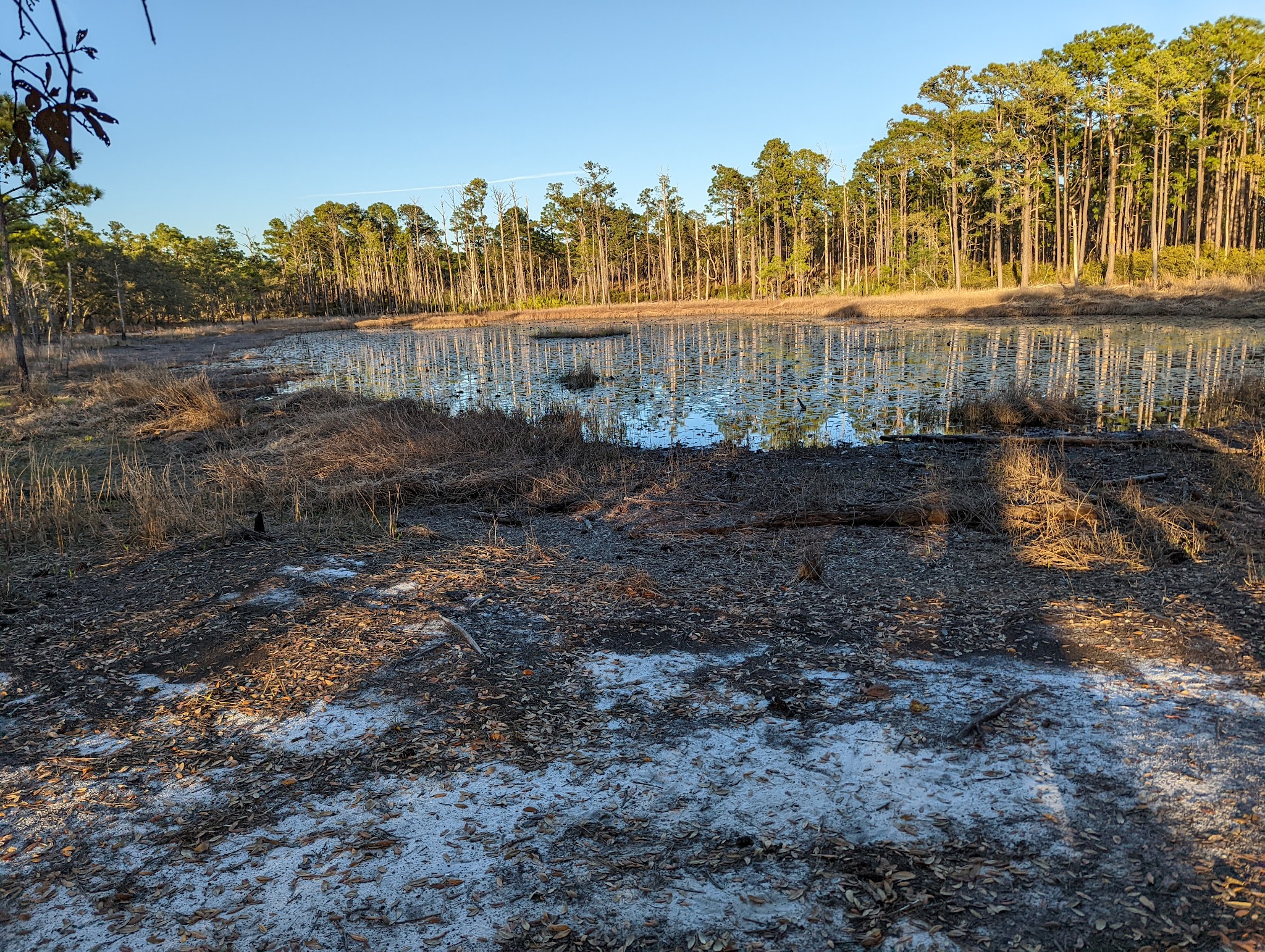 Carolina Beach State Park