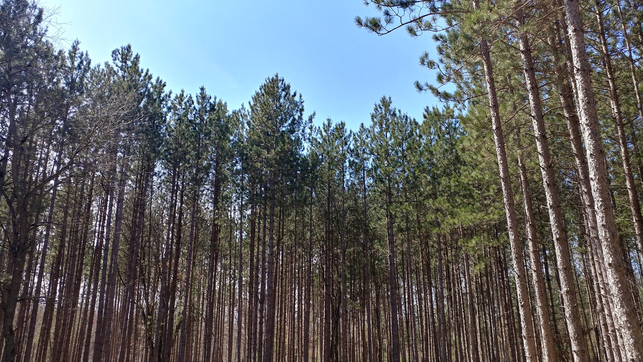 Carrieville State Forest Campground