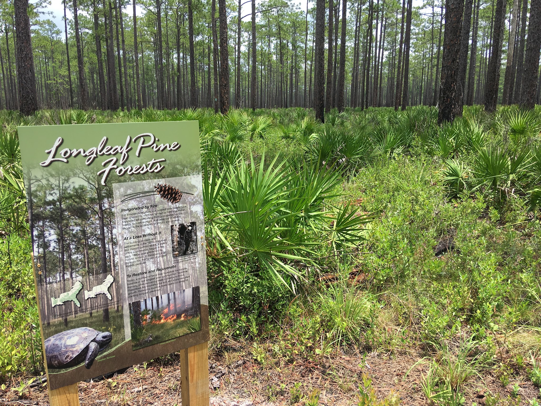 Cary State Forest Campground