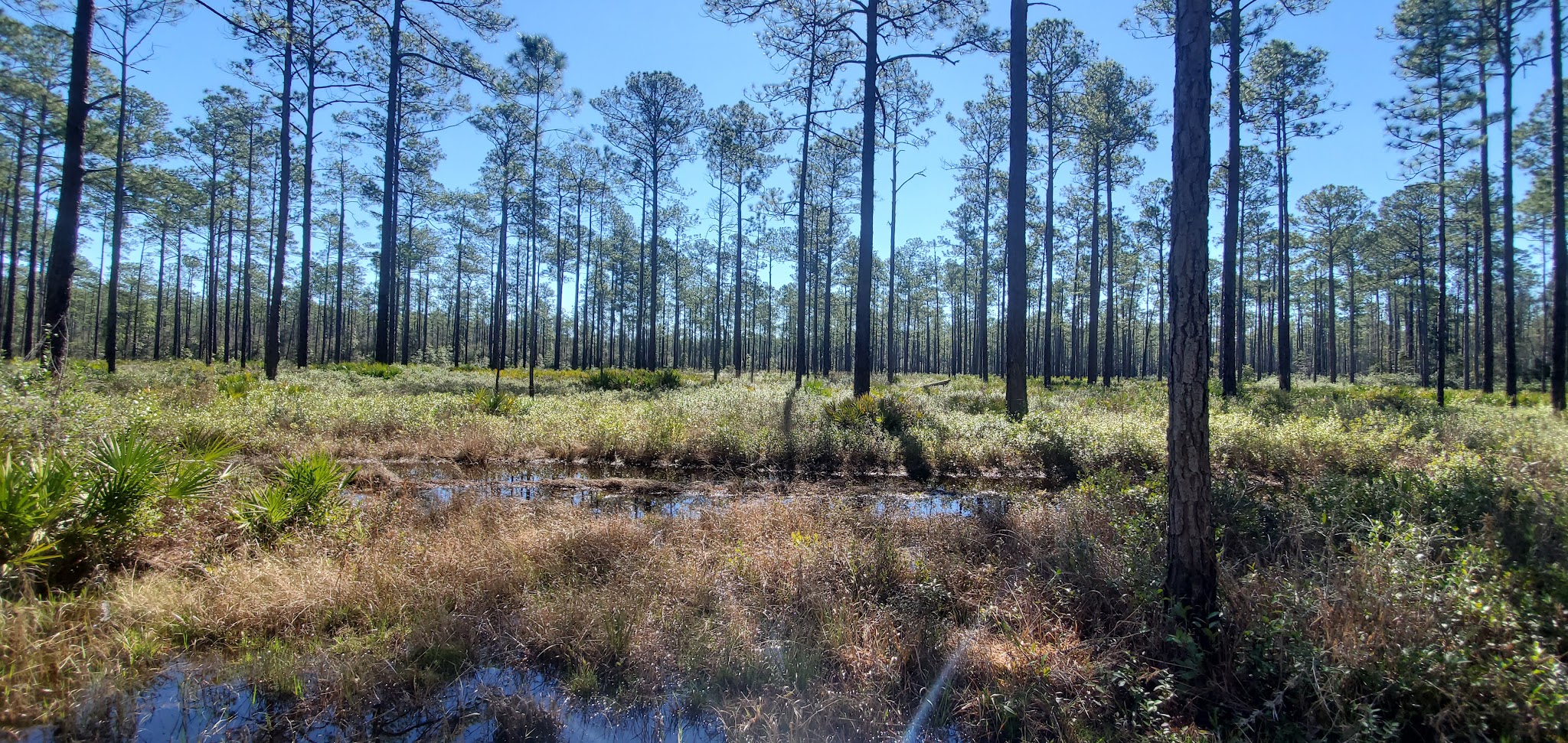 Cary State Forest Campground