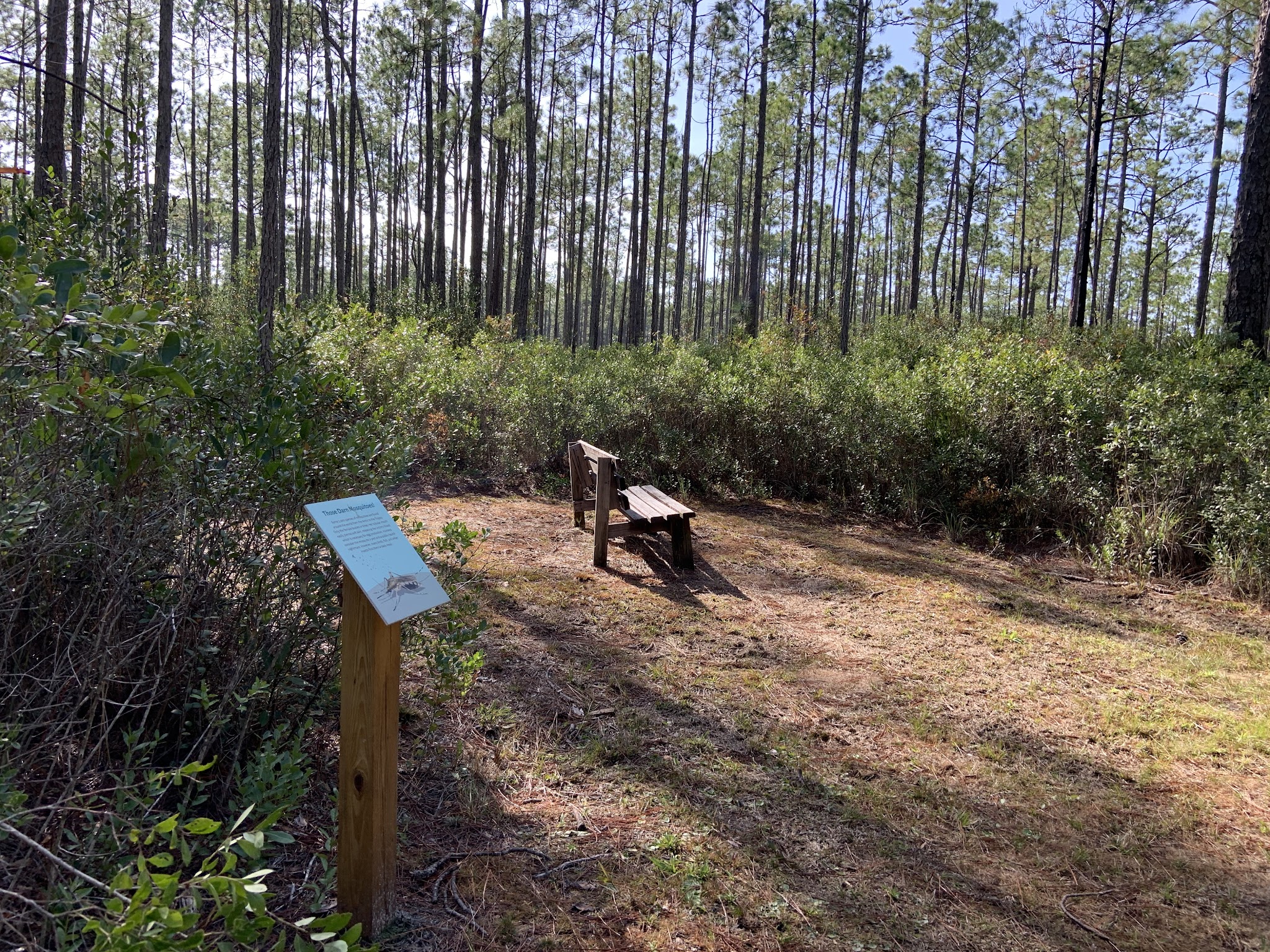 Cary State Forest Campground