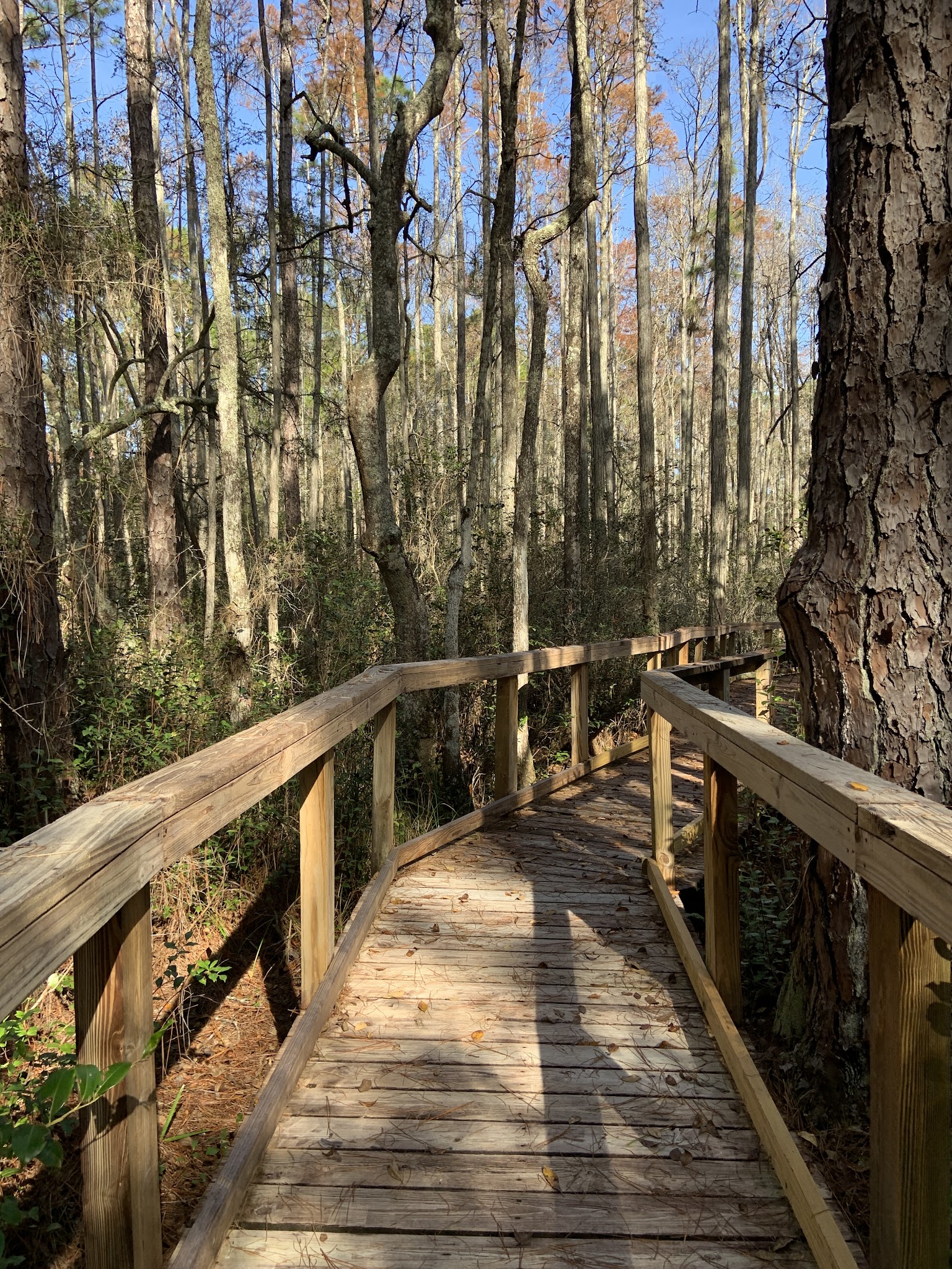 Cary State Forest Campground