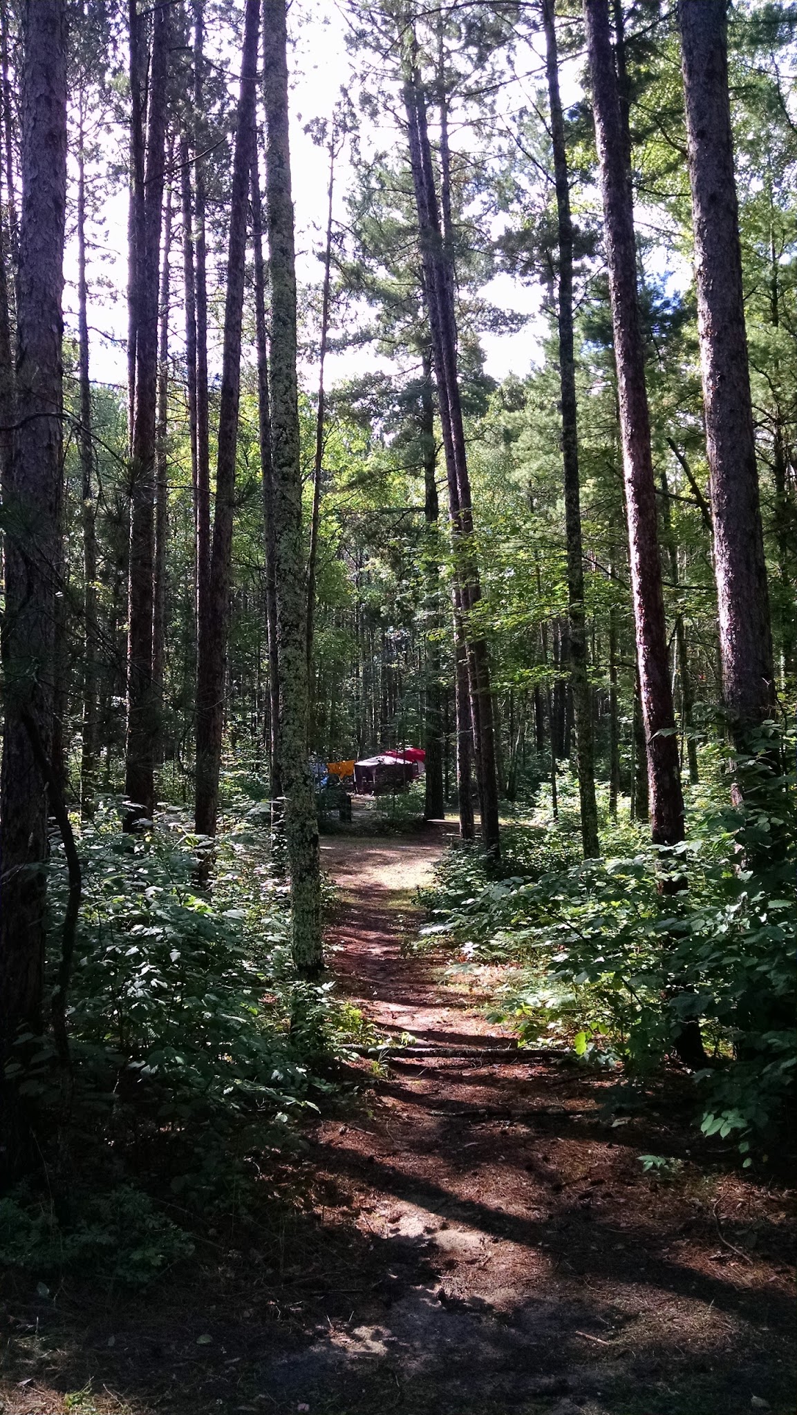 Cass Lake Campground Loop