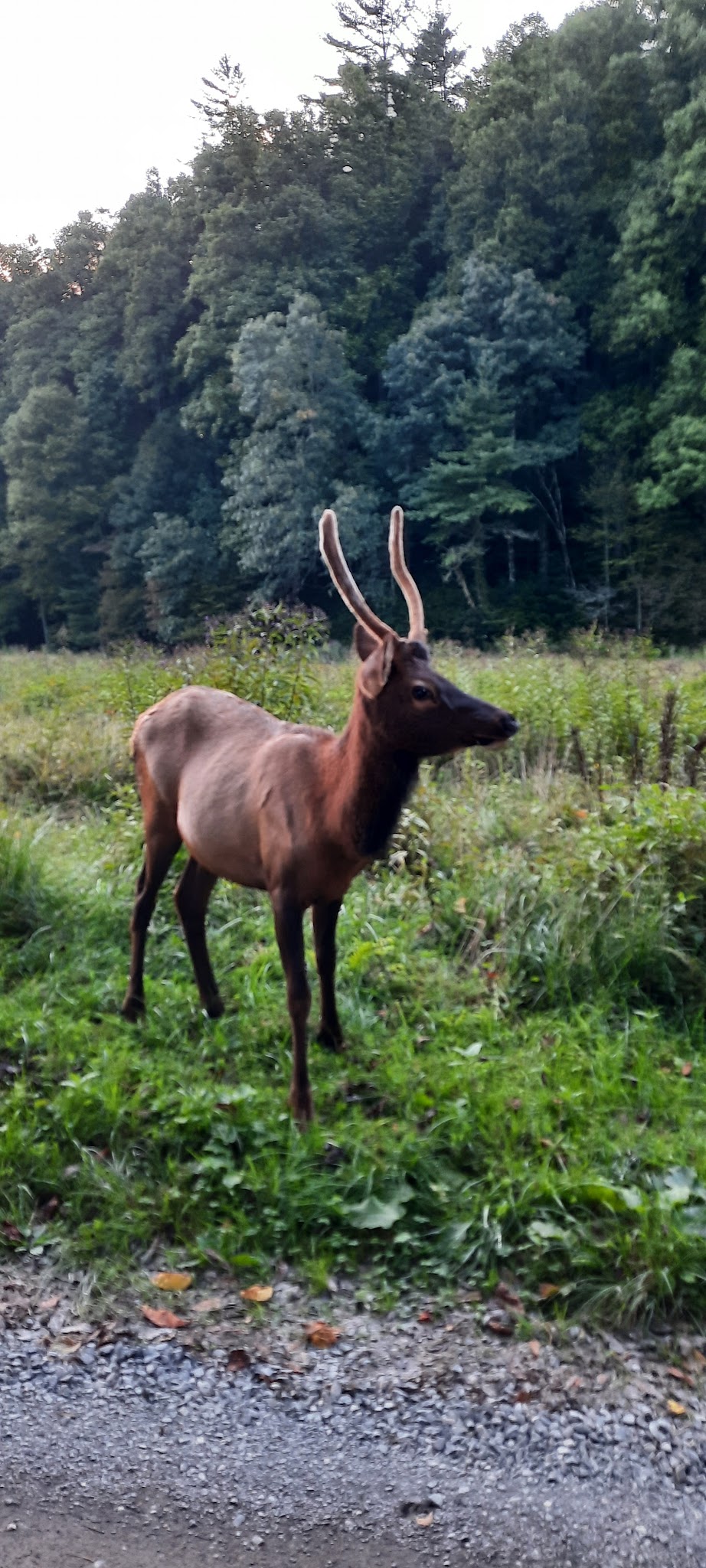 Cataloochee Group Camp