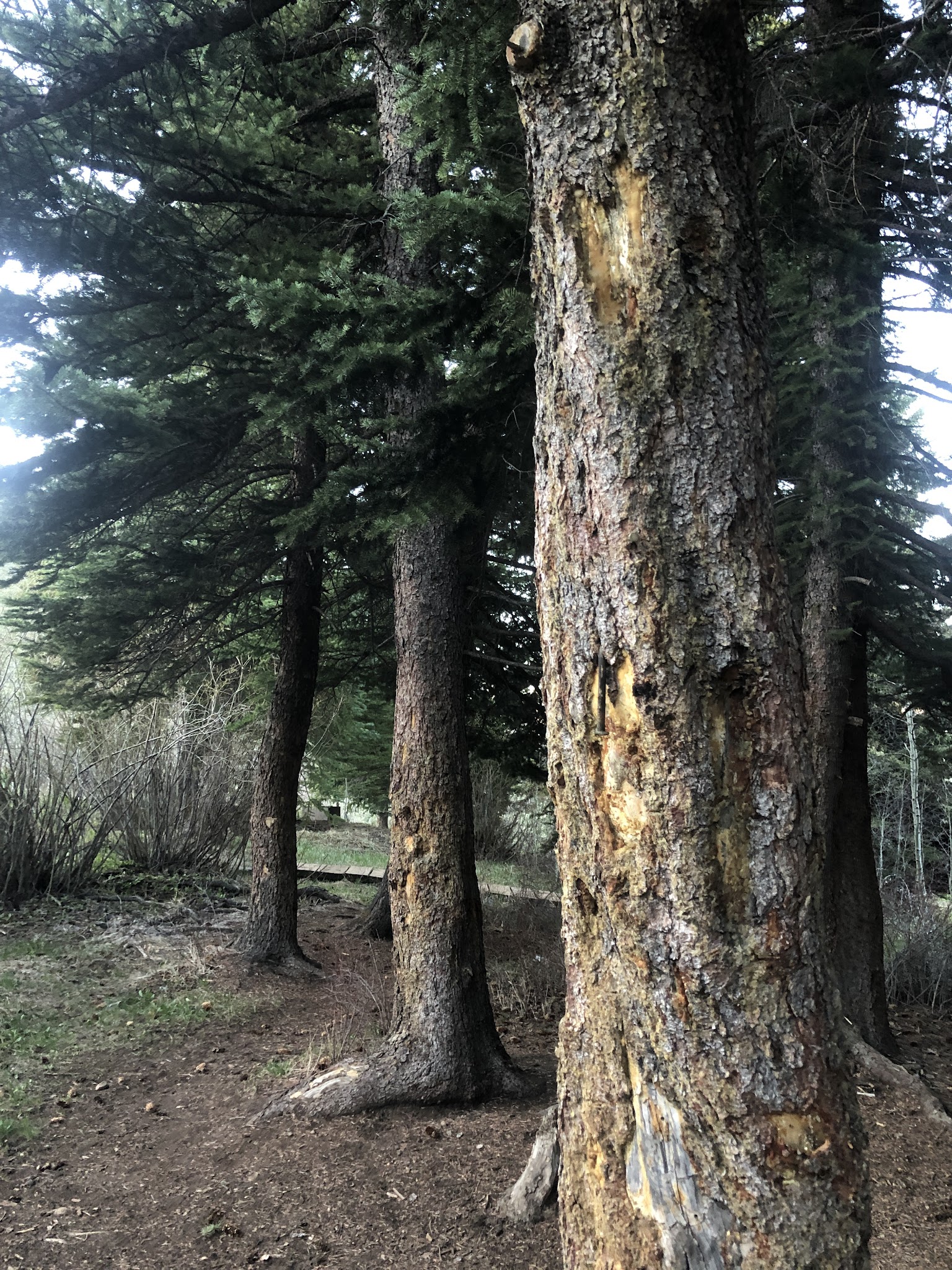Cataract Creek Campground