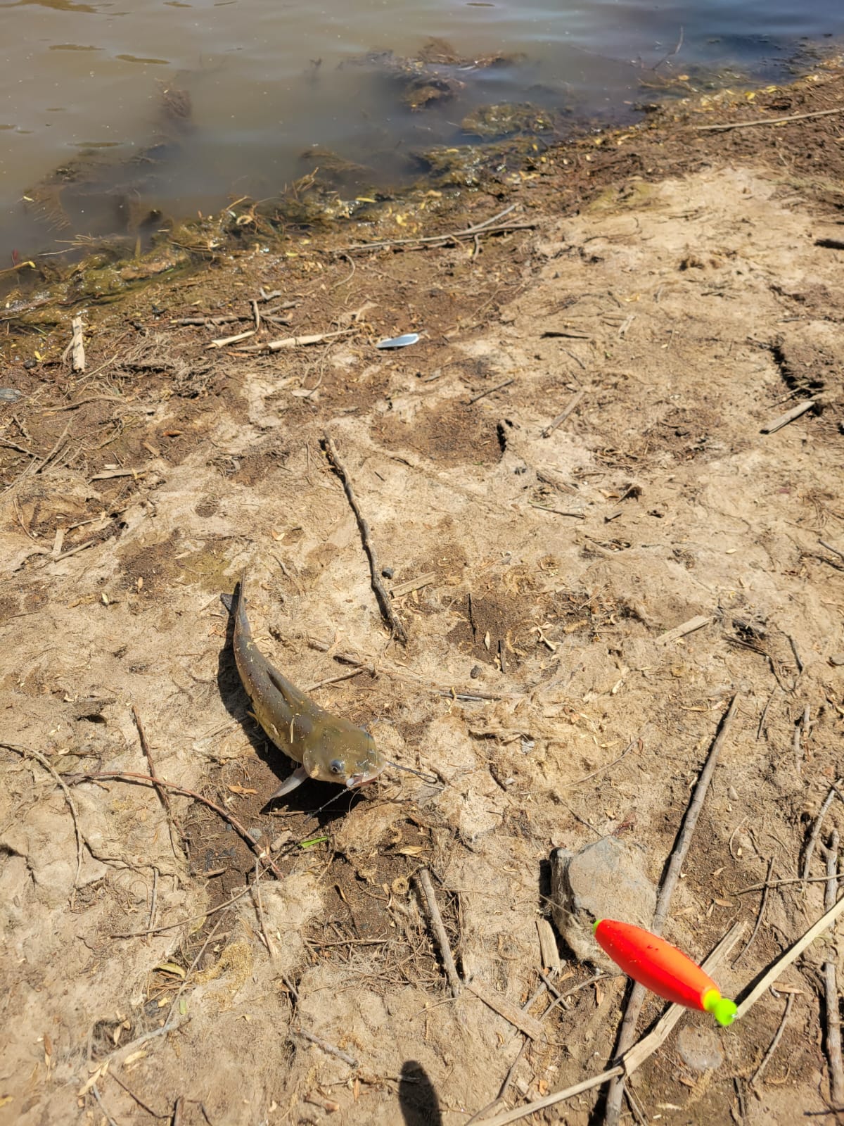 Catfish Point Dispersed Camping Area