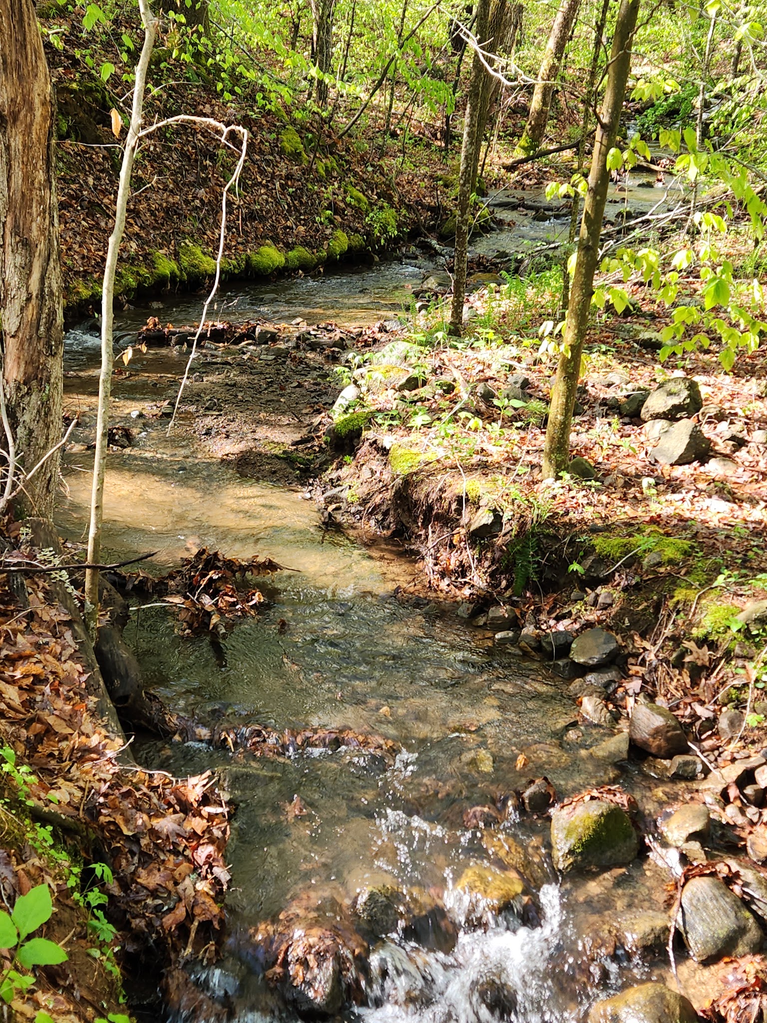 Cave Mountain Lake Family Camp
