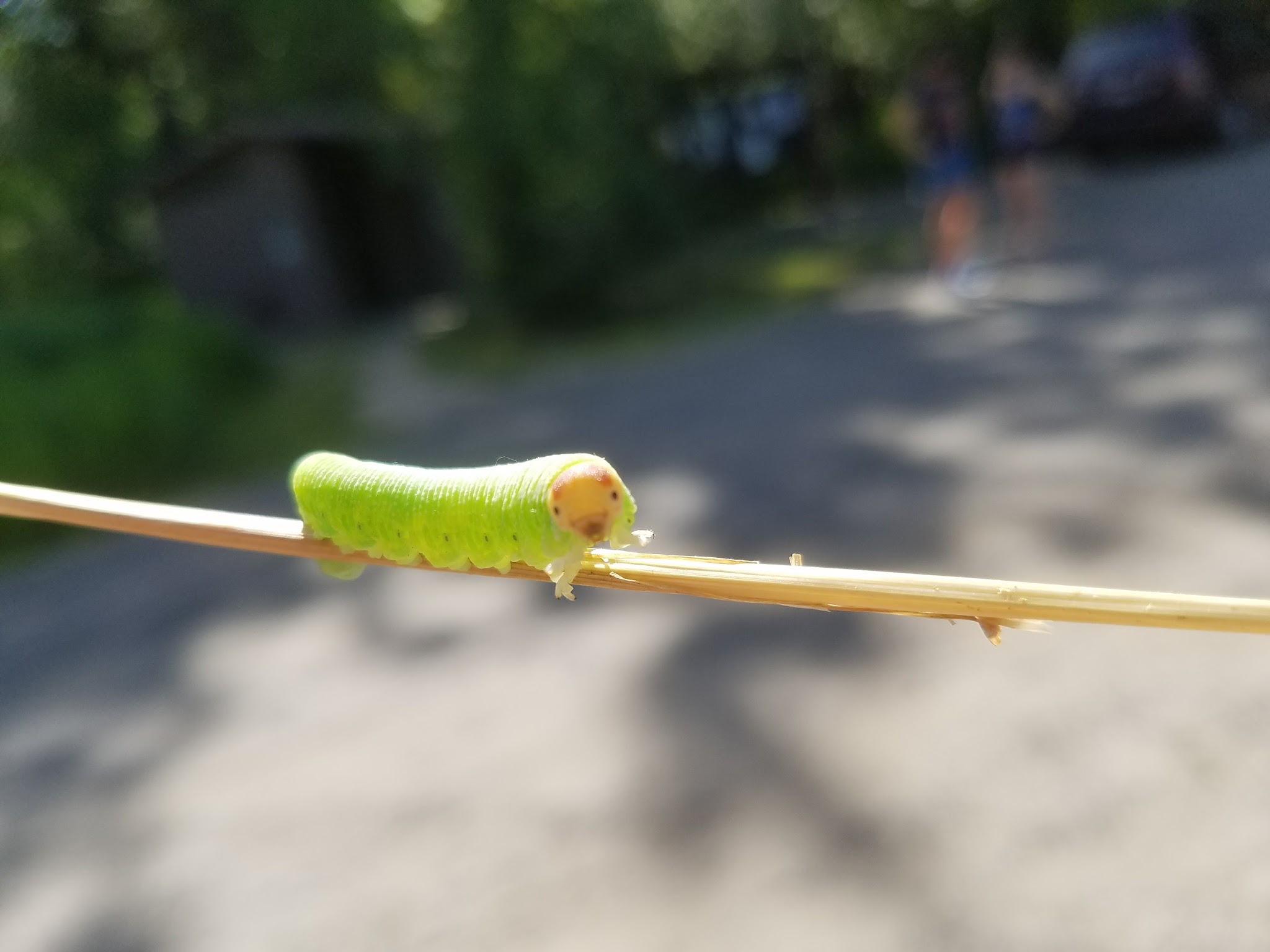 Cedar Creek Campground