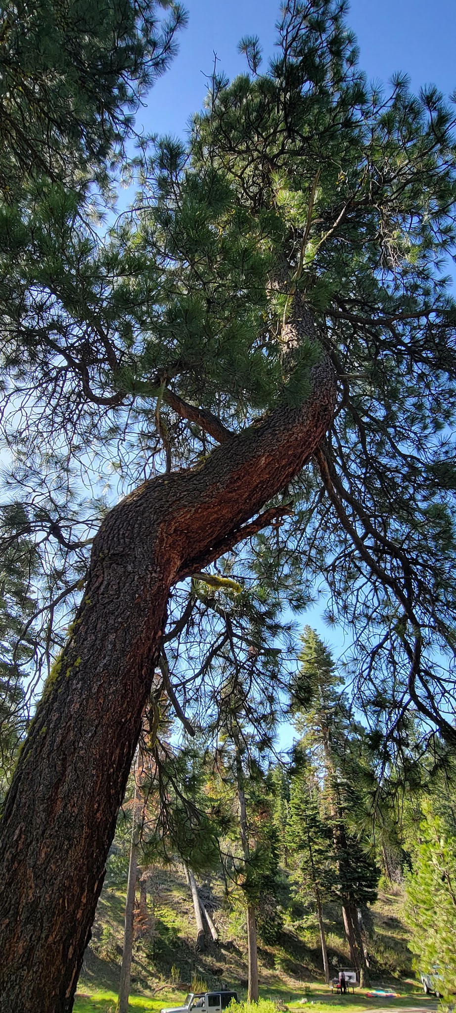 Cedar Pass Campground