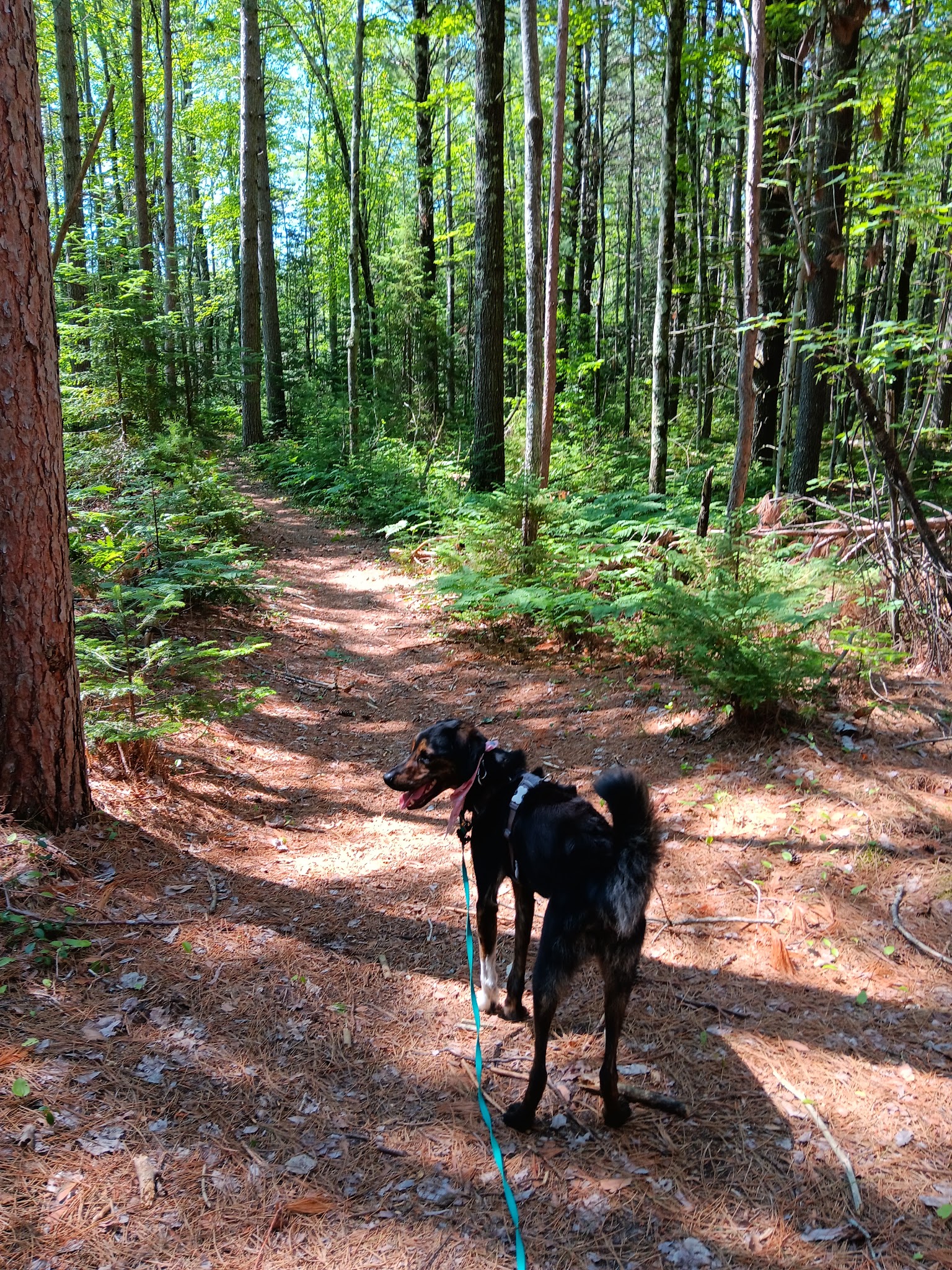 Cedar River North Equestrian State Forest Campground And Trail Camp