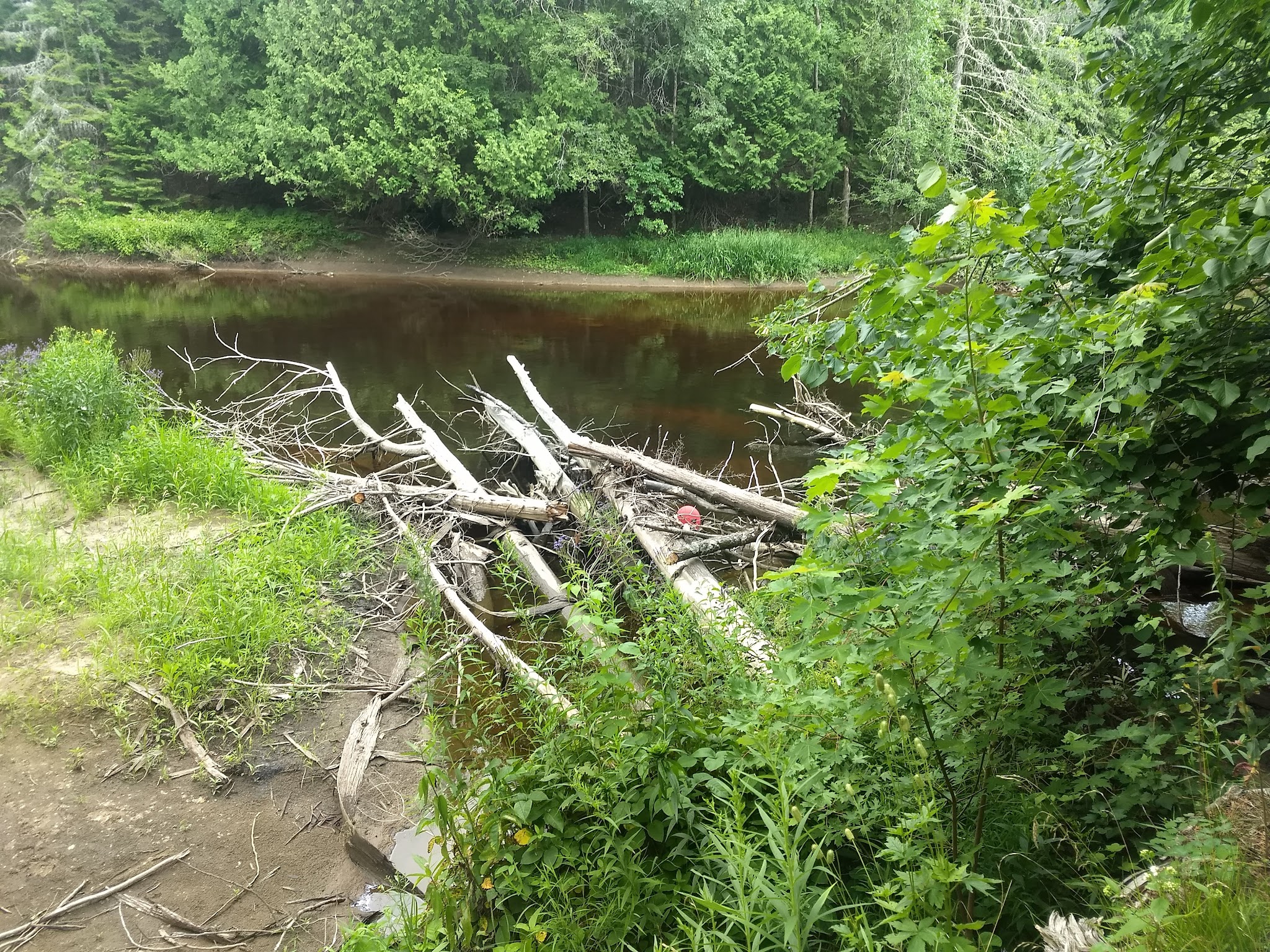 Cedar River North Equestrian State Forest Campground And Trail Camp