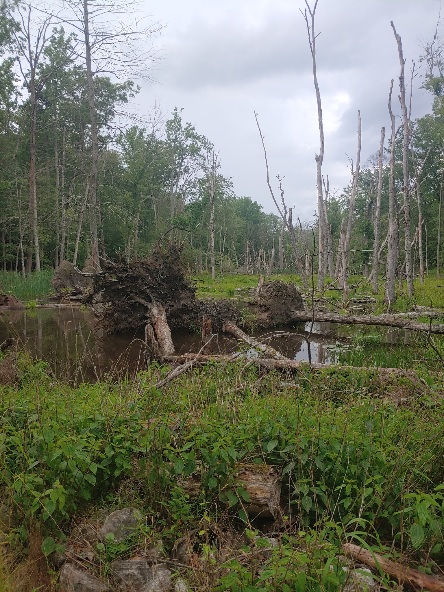 Cedarville State Forest