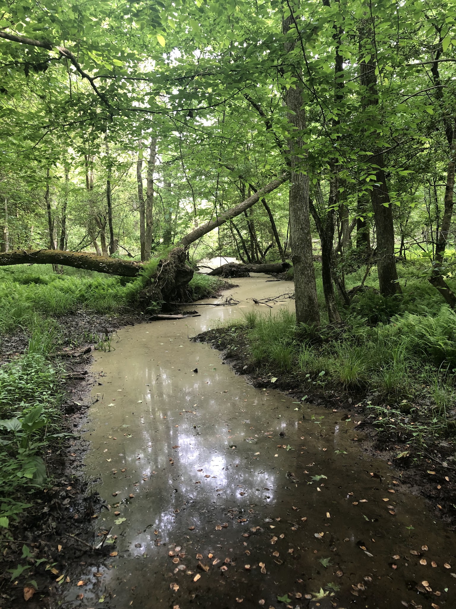 Cedarville State Forest