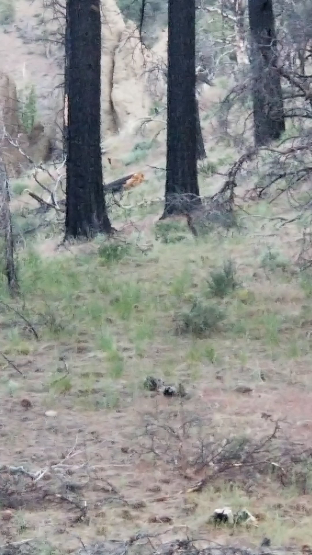 Centerville Flat Campground