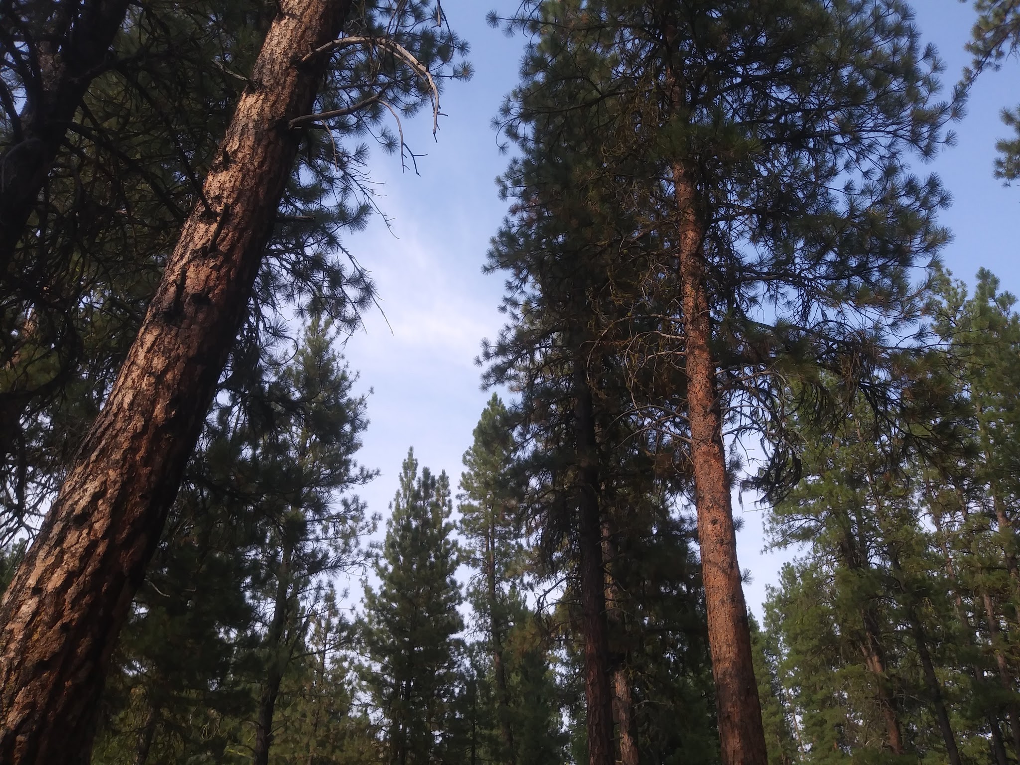 Chaparral Campground