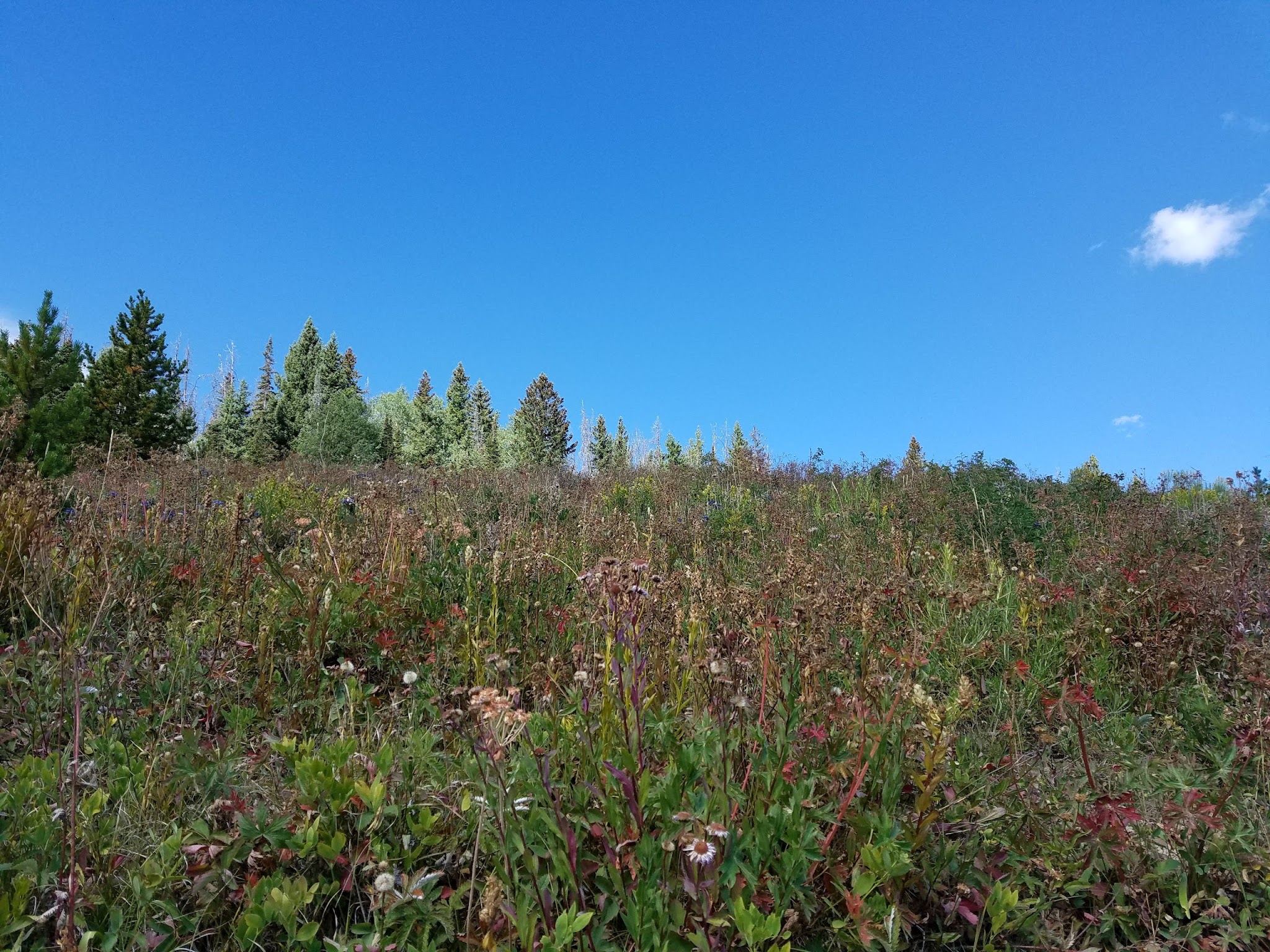 Chapman Reservoir Campground