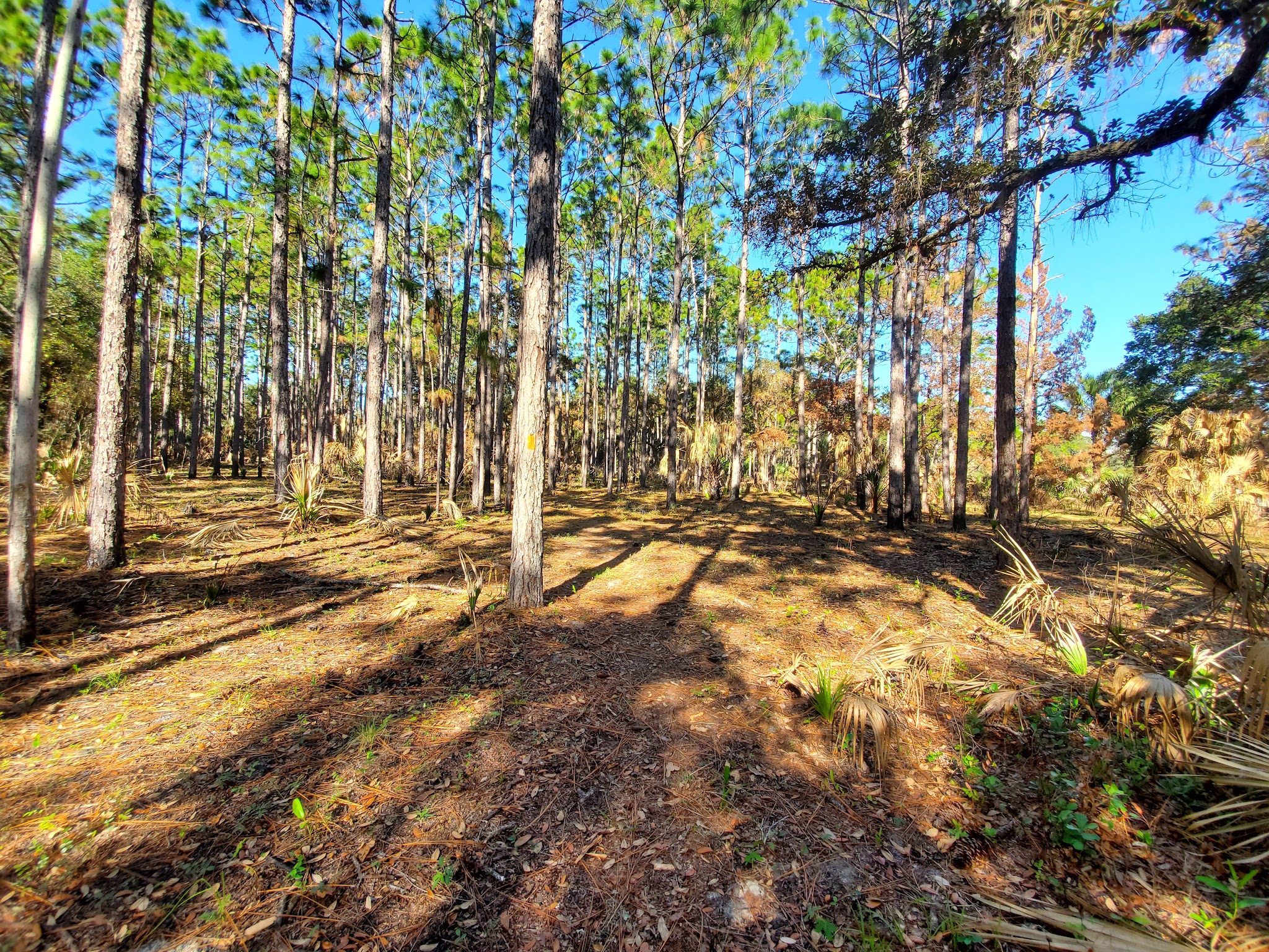 Charles H. Bronson Primitive Campsites