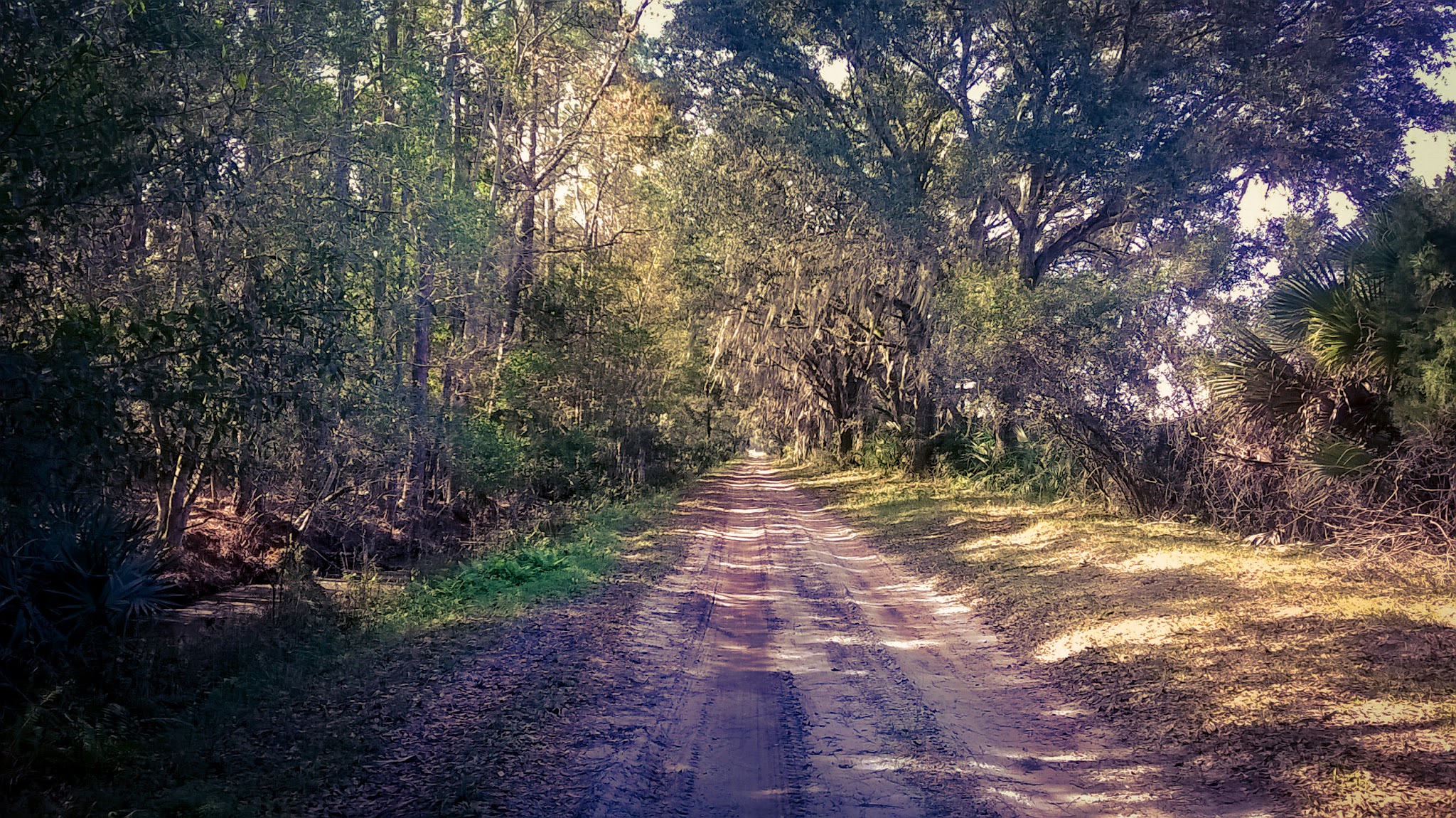 Charles H. Bronson Primitive Campsites