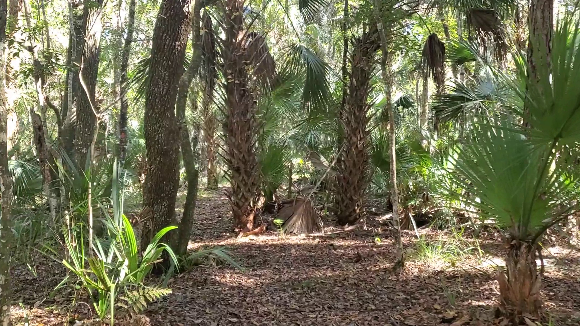 Charles H. Bronson Primitive Campsites