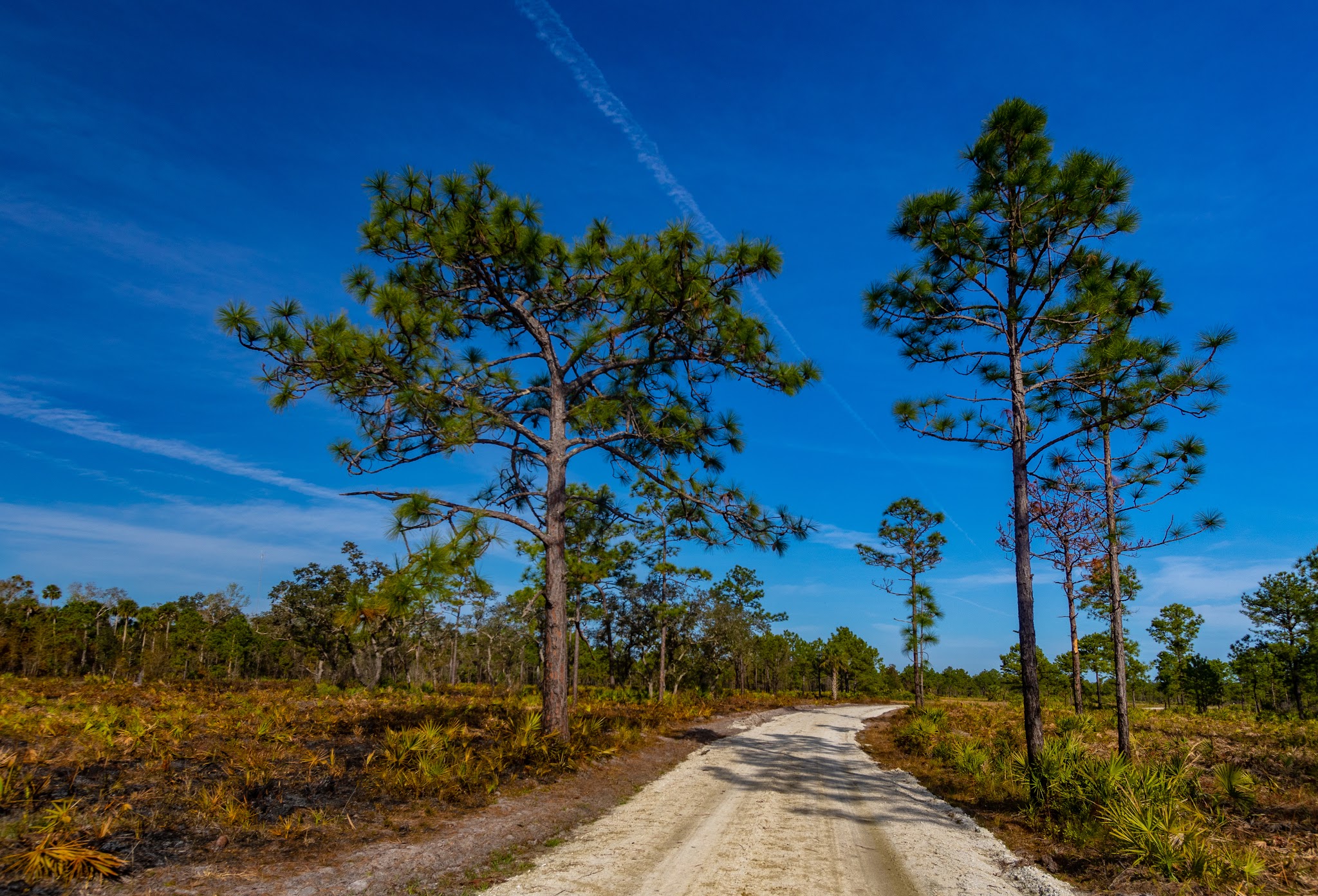 Charles H. Bronson Primitive Campsites