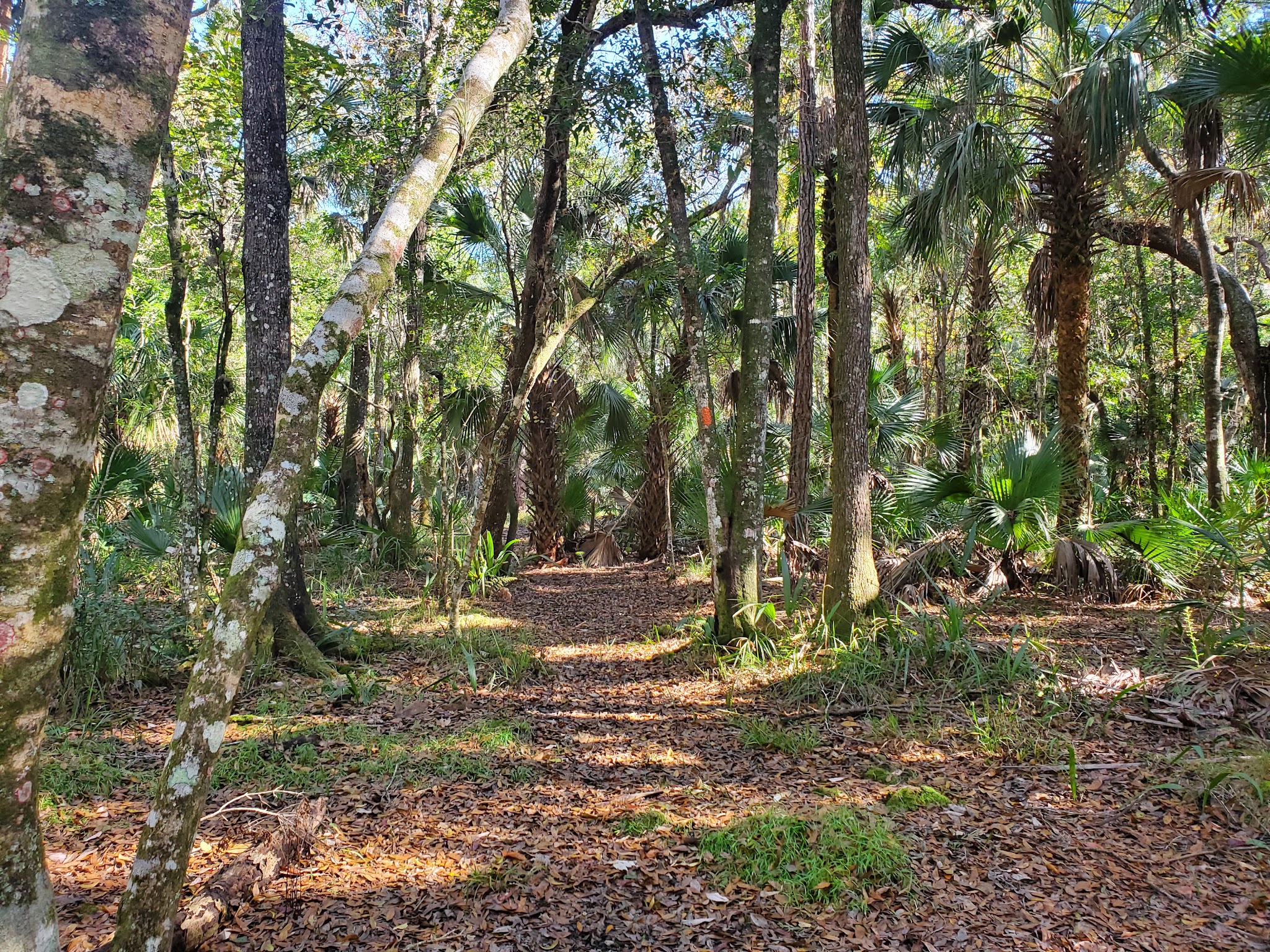 Charles H. Bronson Primitive Campsites