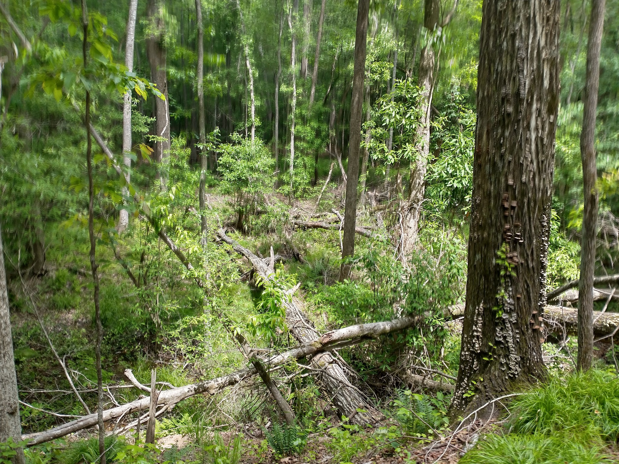 Chattahoochee Bend State Park