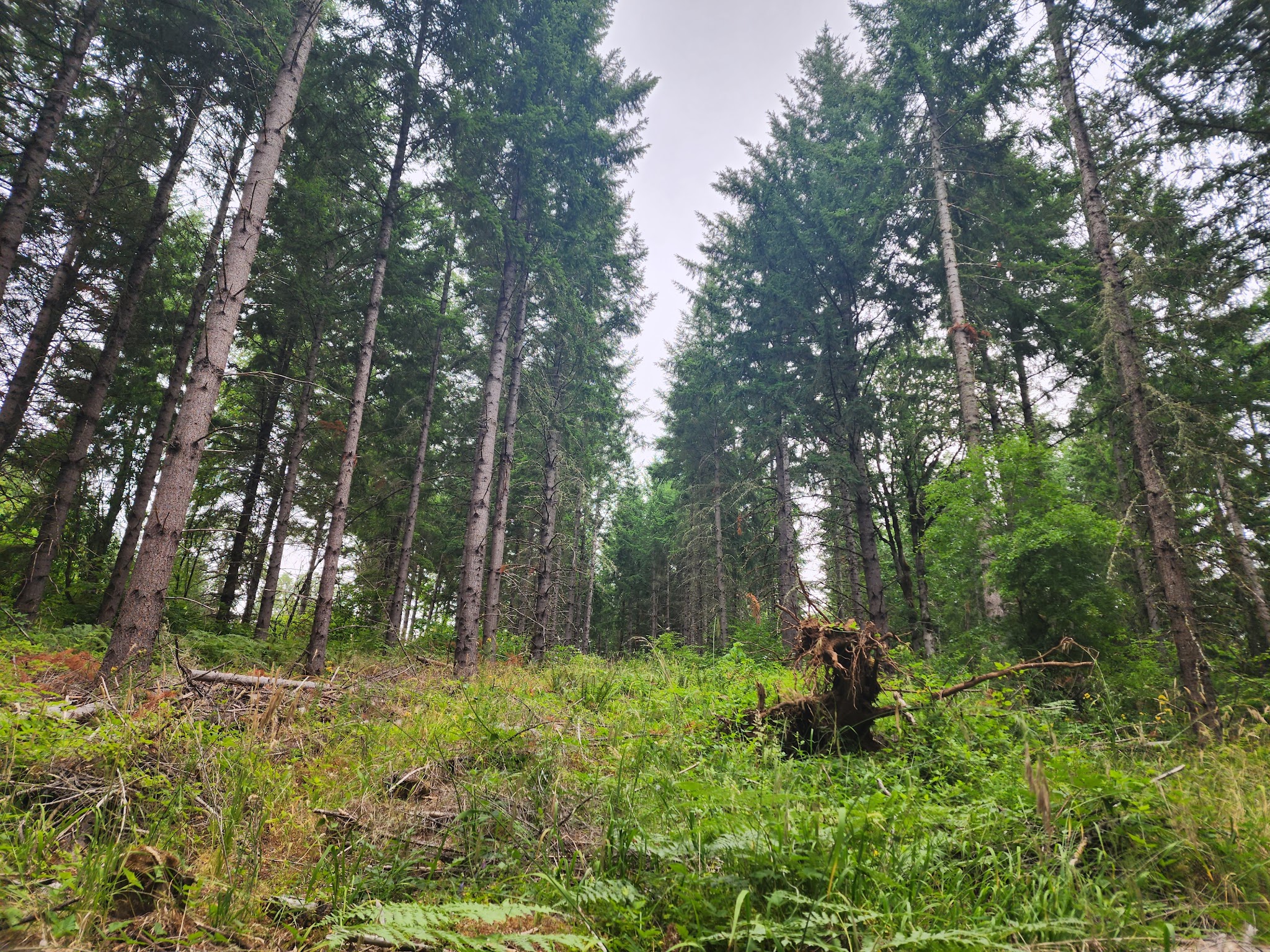 Chehalem Ridge Nature Park Sup Campground