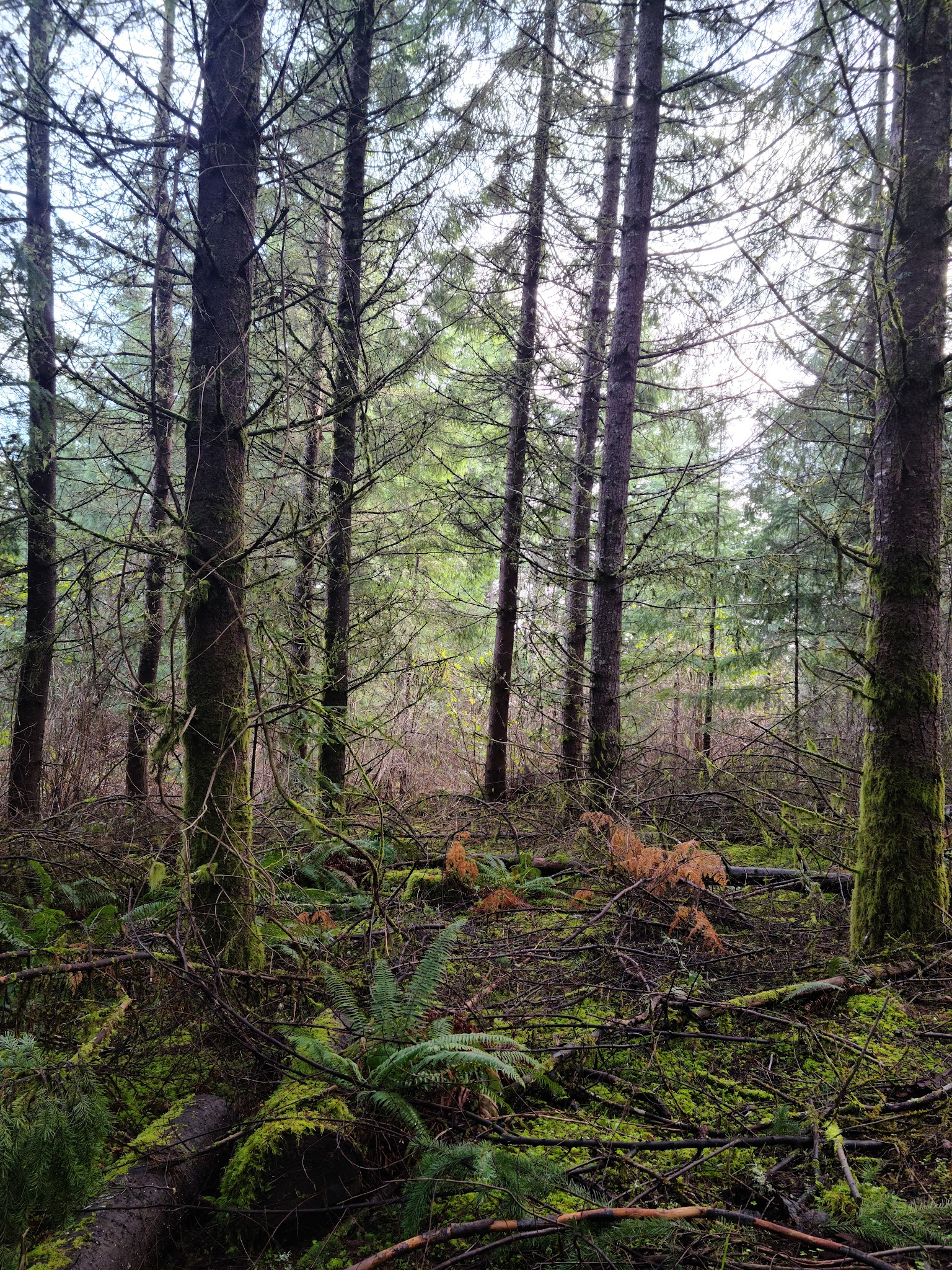 Chehalem Ridge Nature Park Sup Campground