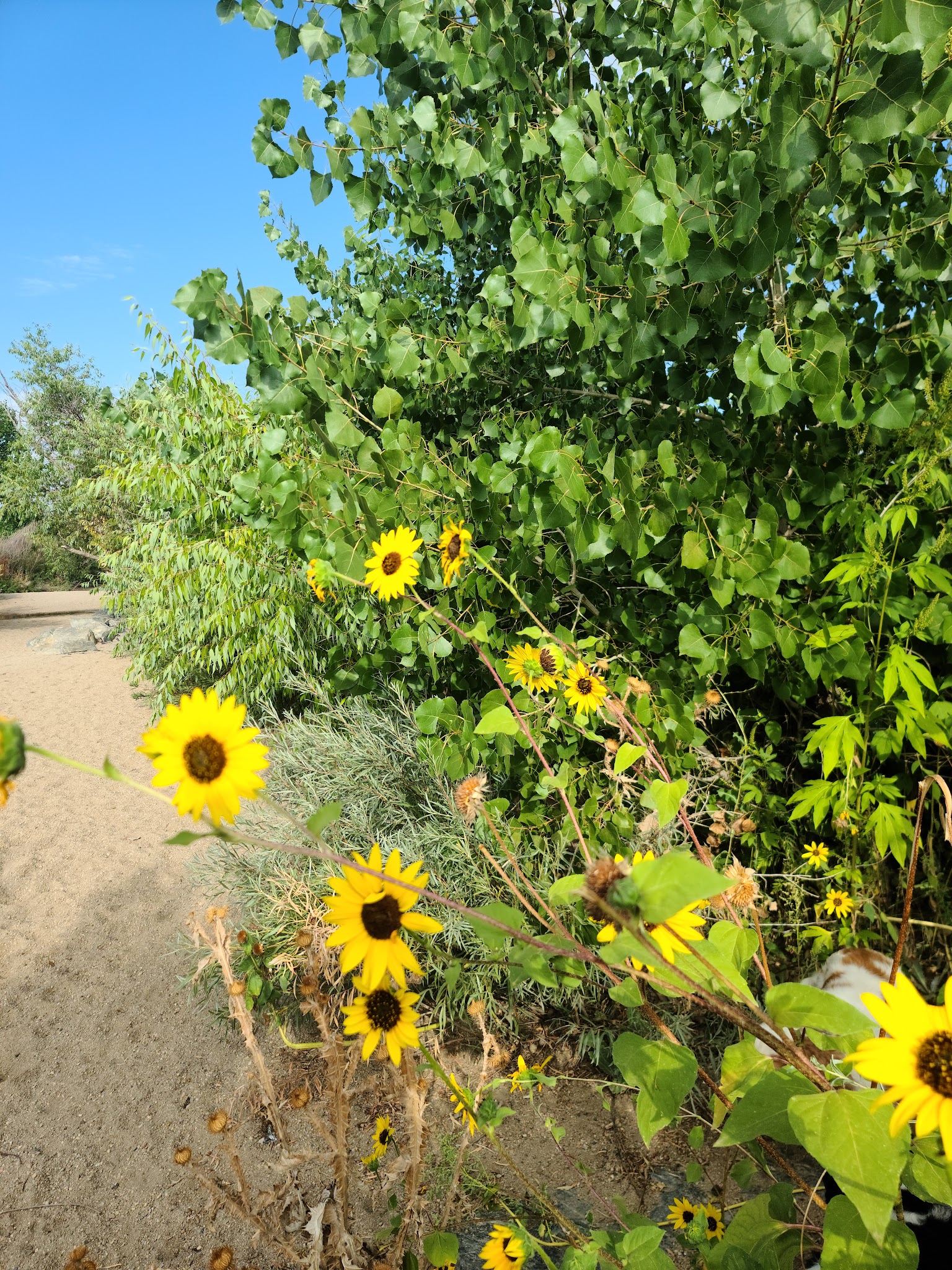 Cherry Creek State Park