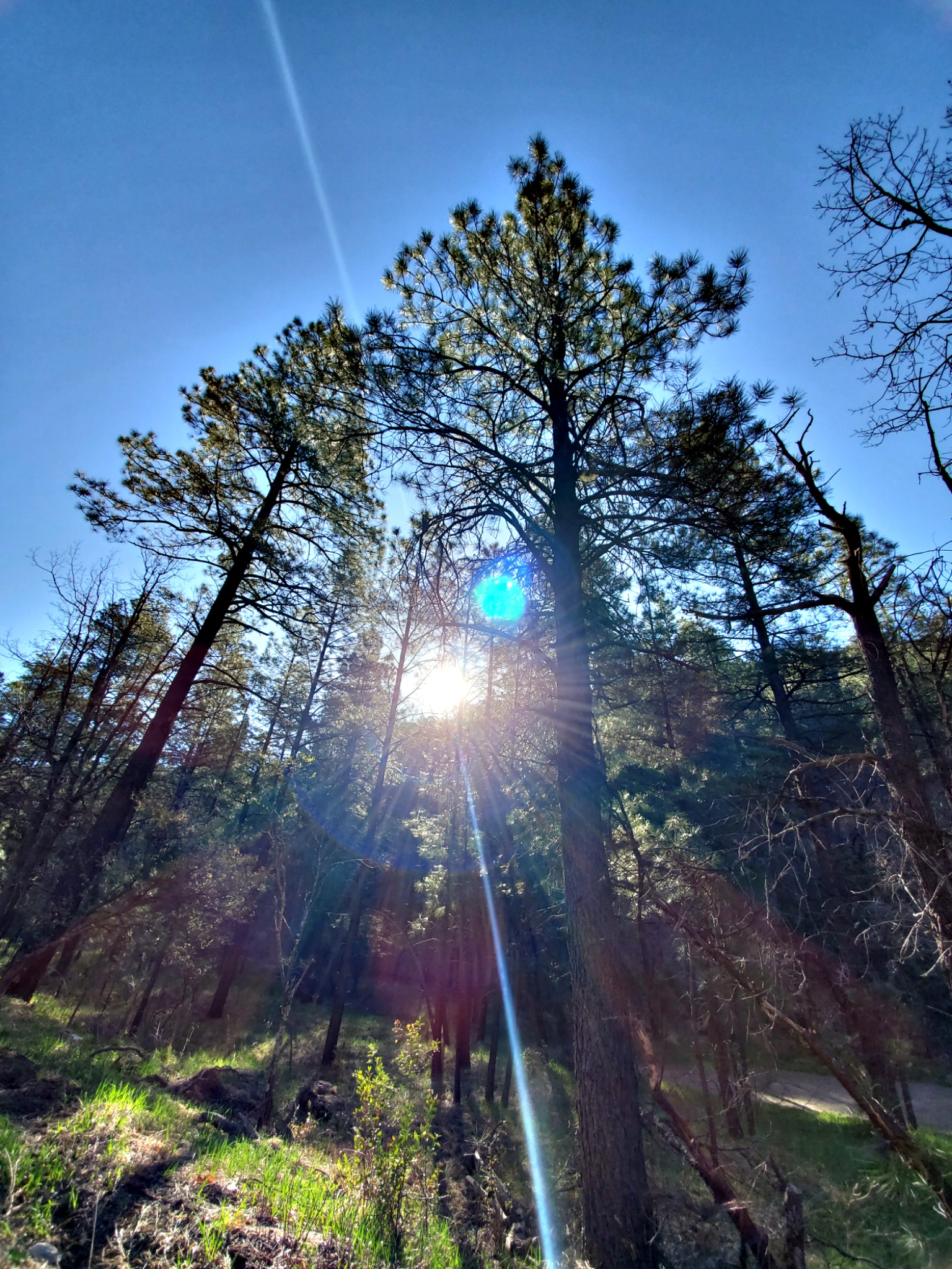 Cherry Creek Campground
