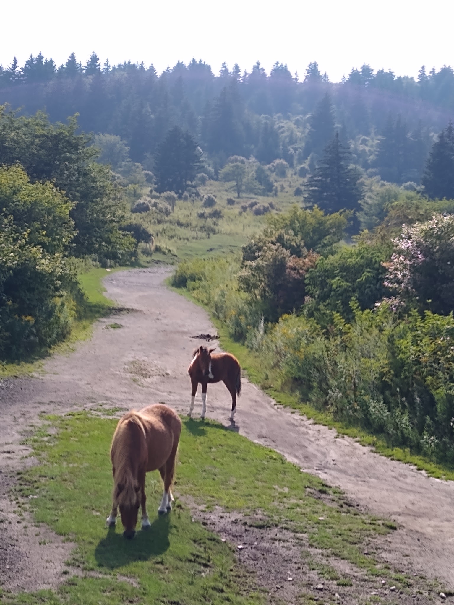 Chestnut Hollow Horse Campground