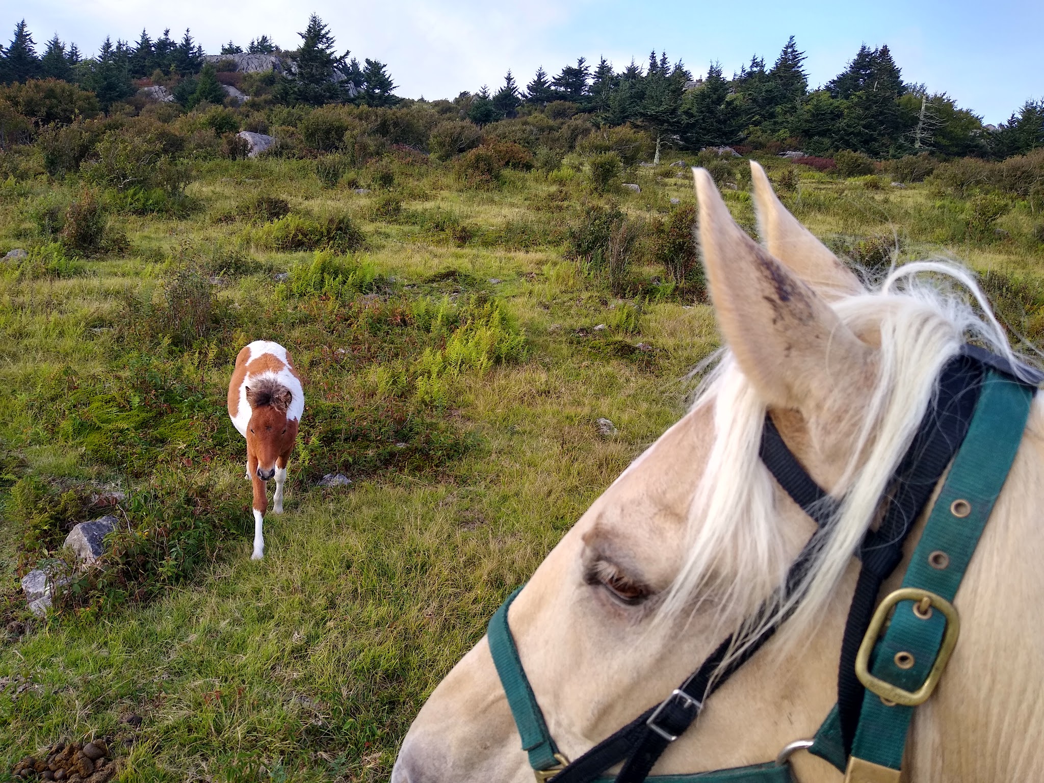 Chestnut Hollow Horse Campground