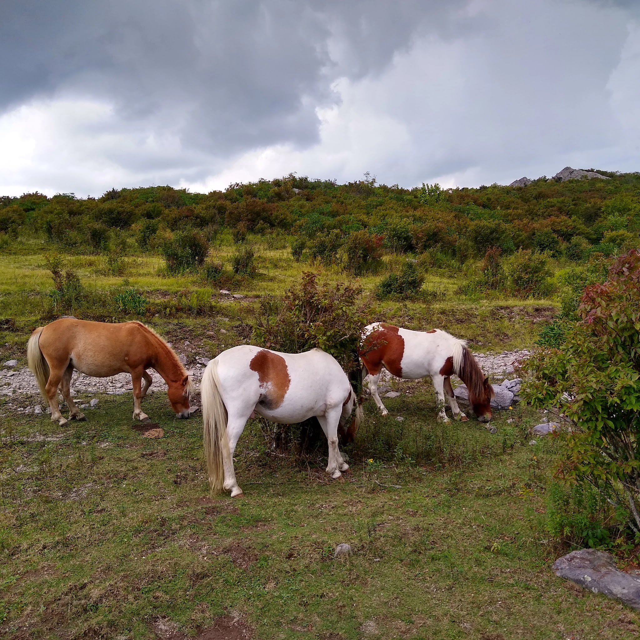 Chestnut Hollow Horse Campground