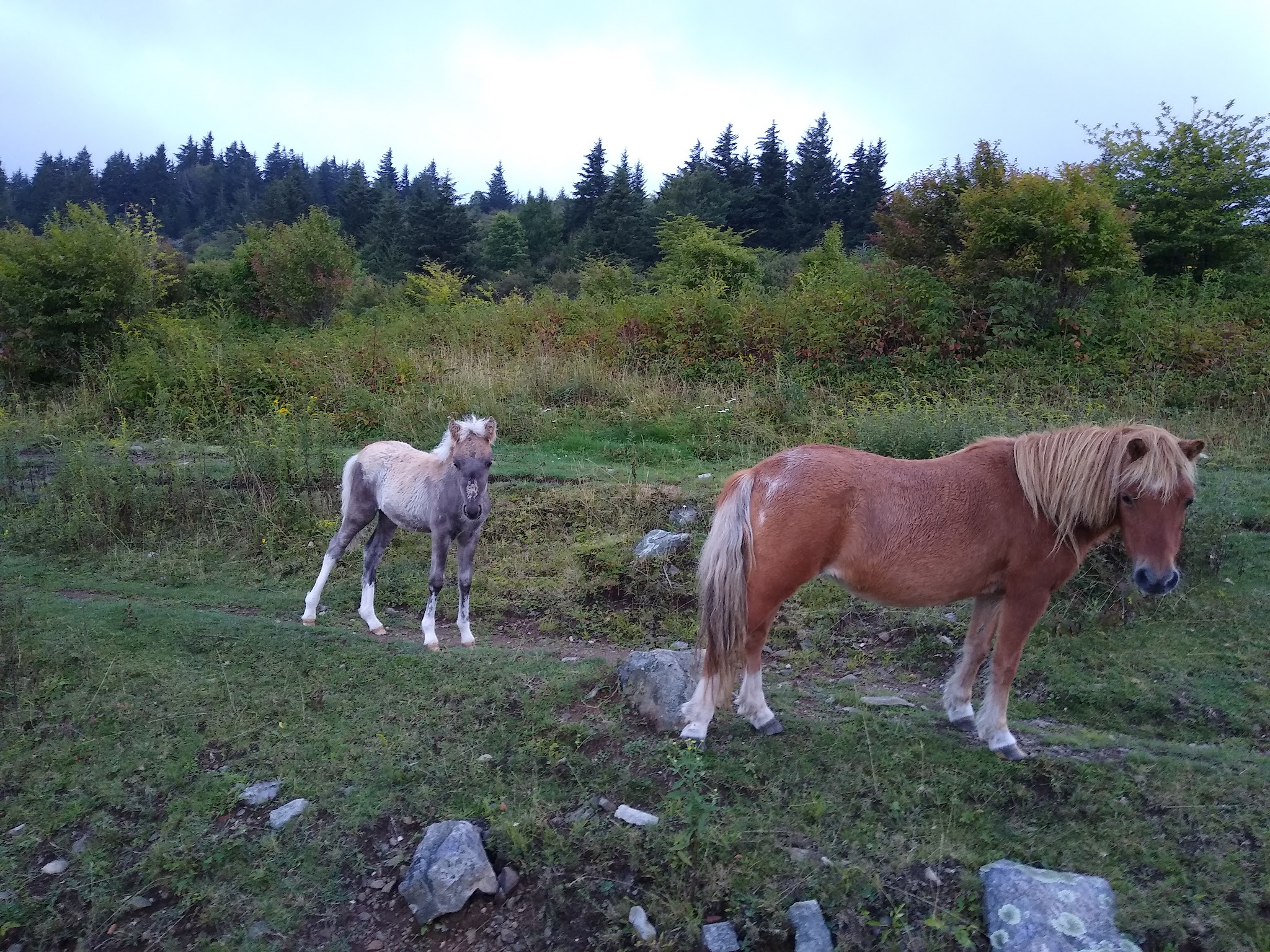 Chestnut Hollow Horse Campground