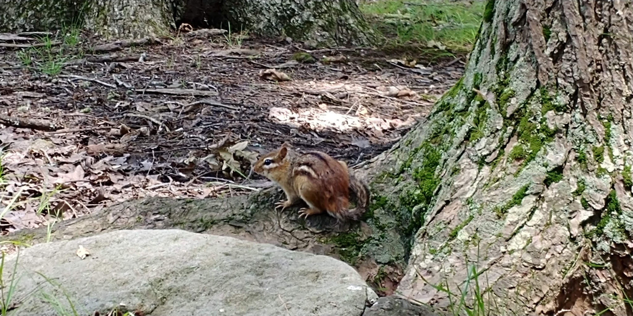 Cook Forest State Park
