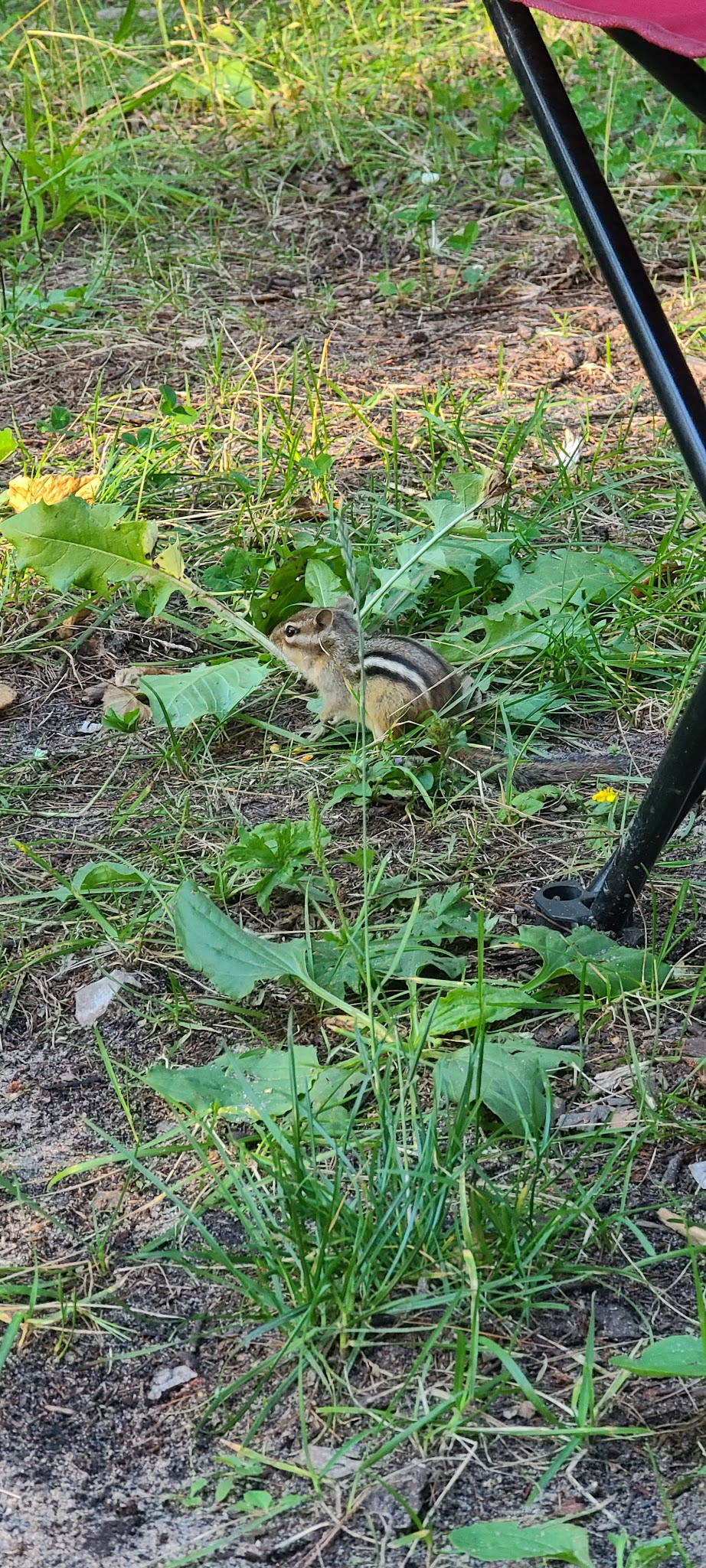 North Gemini Lake State Forest Campground