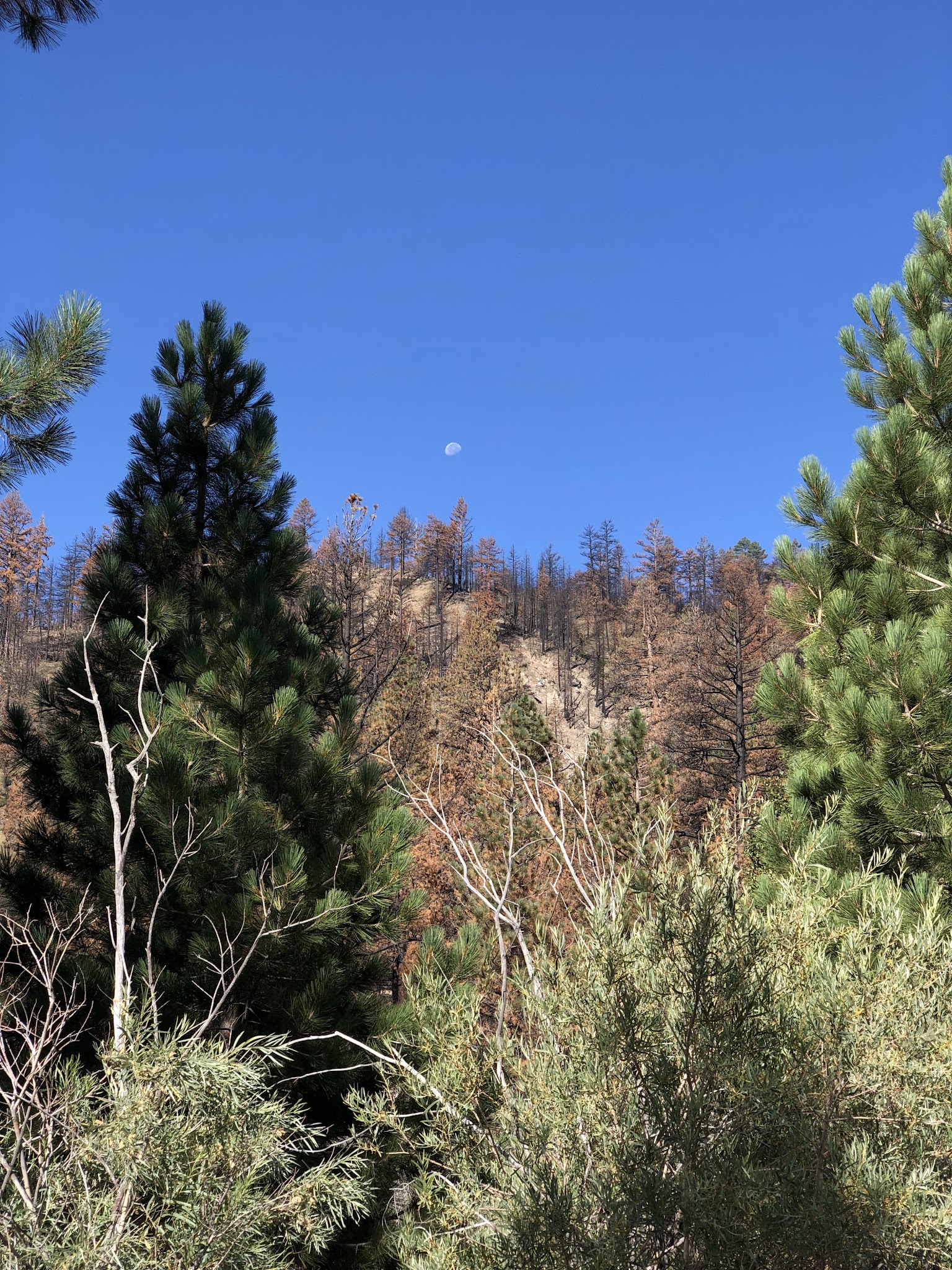 Chris Flat Campground