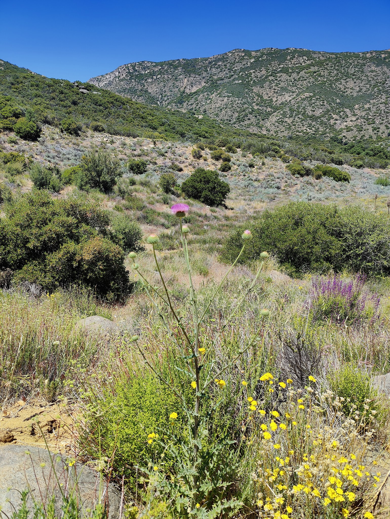 Cibbets Flat Campground