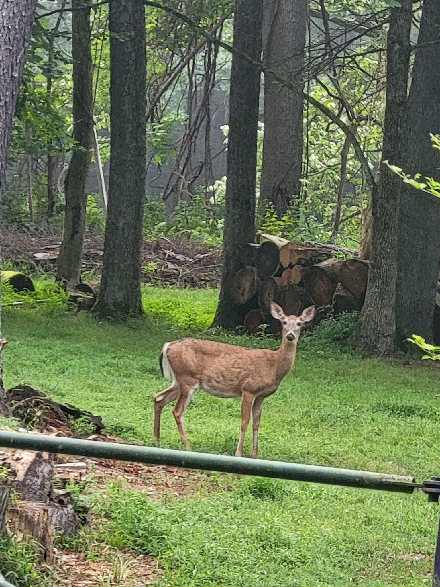 Clarion River Campsites