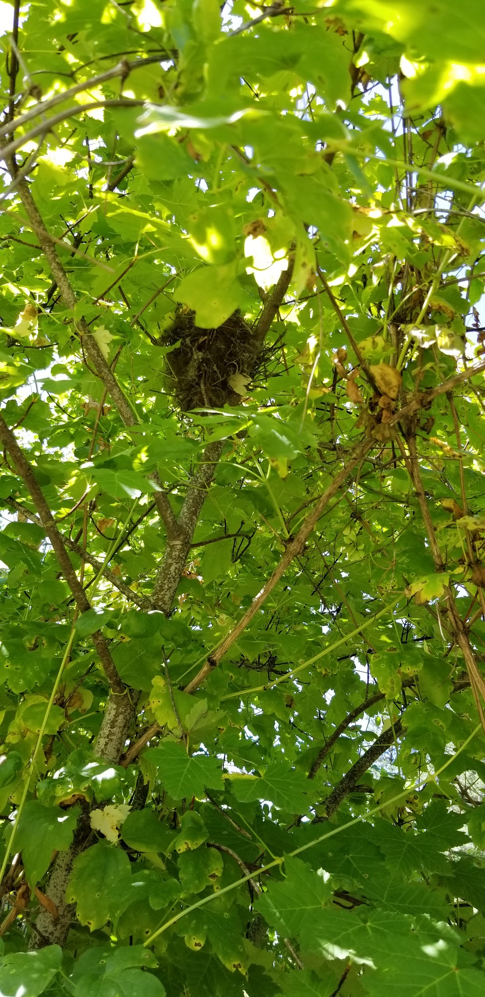 Clark Memorial Campground