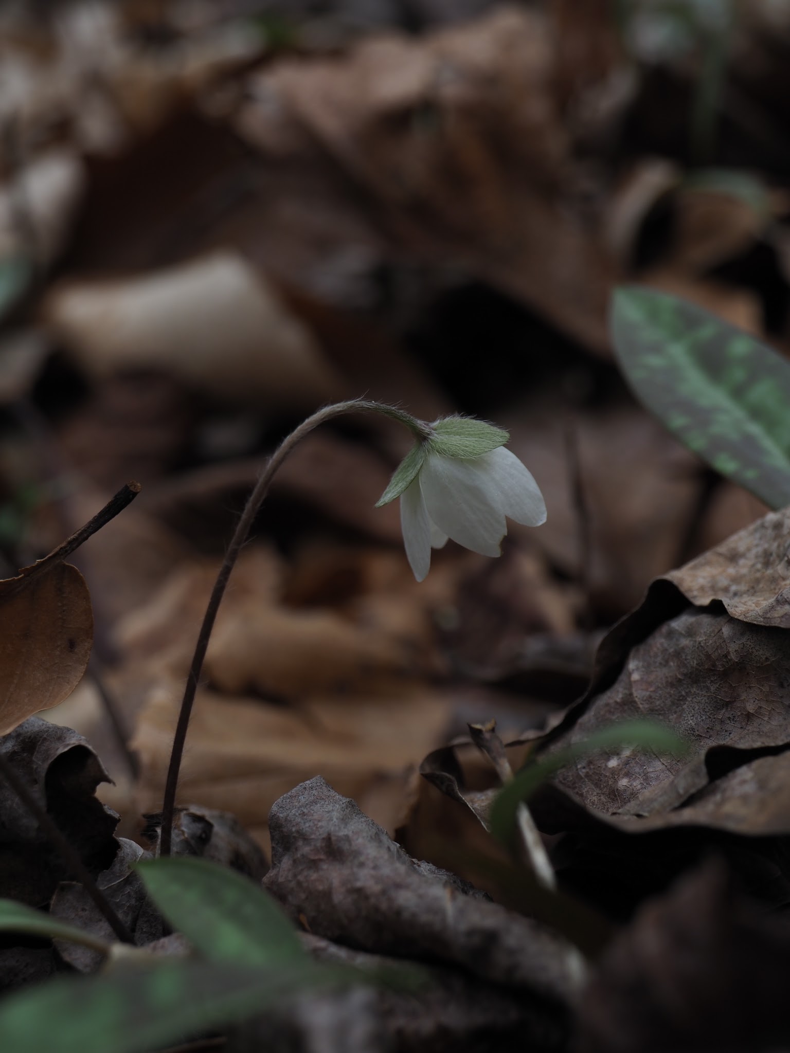 Clear Creek Campground
