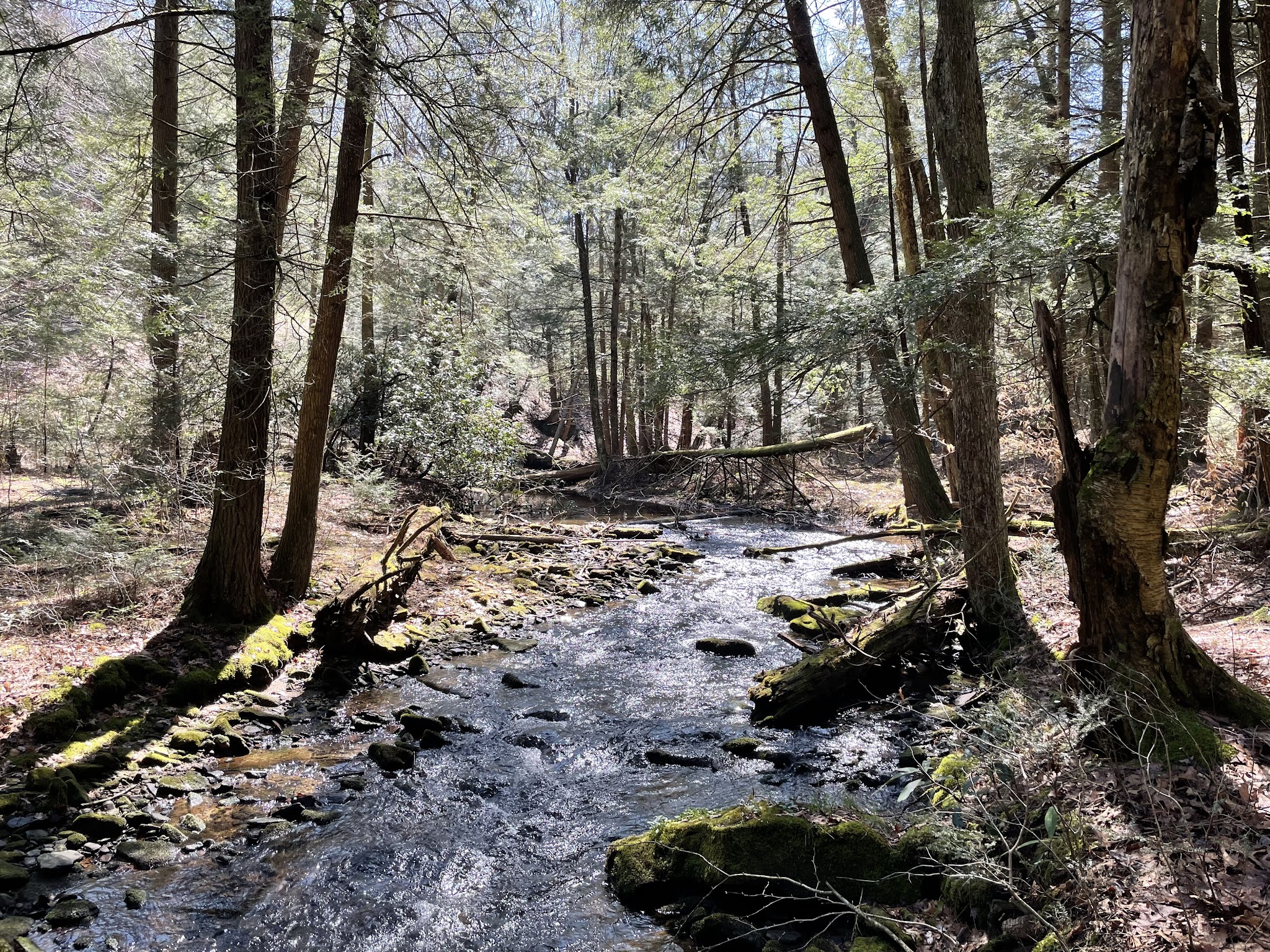 Clear Creek State Forest