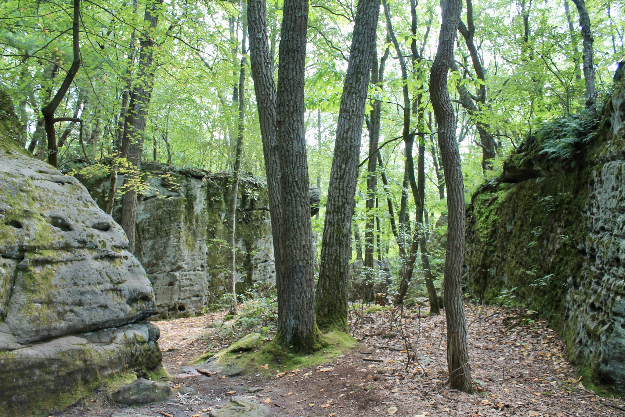 Clear Creek State Forest