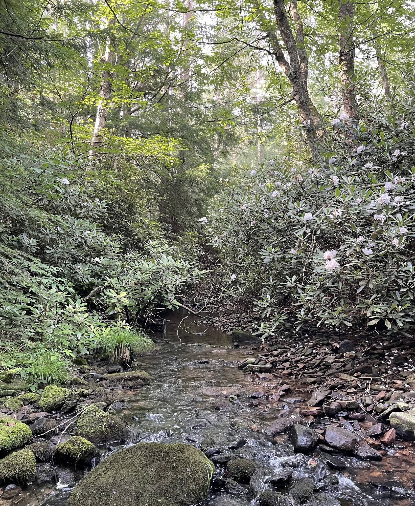 Clear Creek State Forest