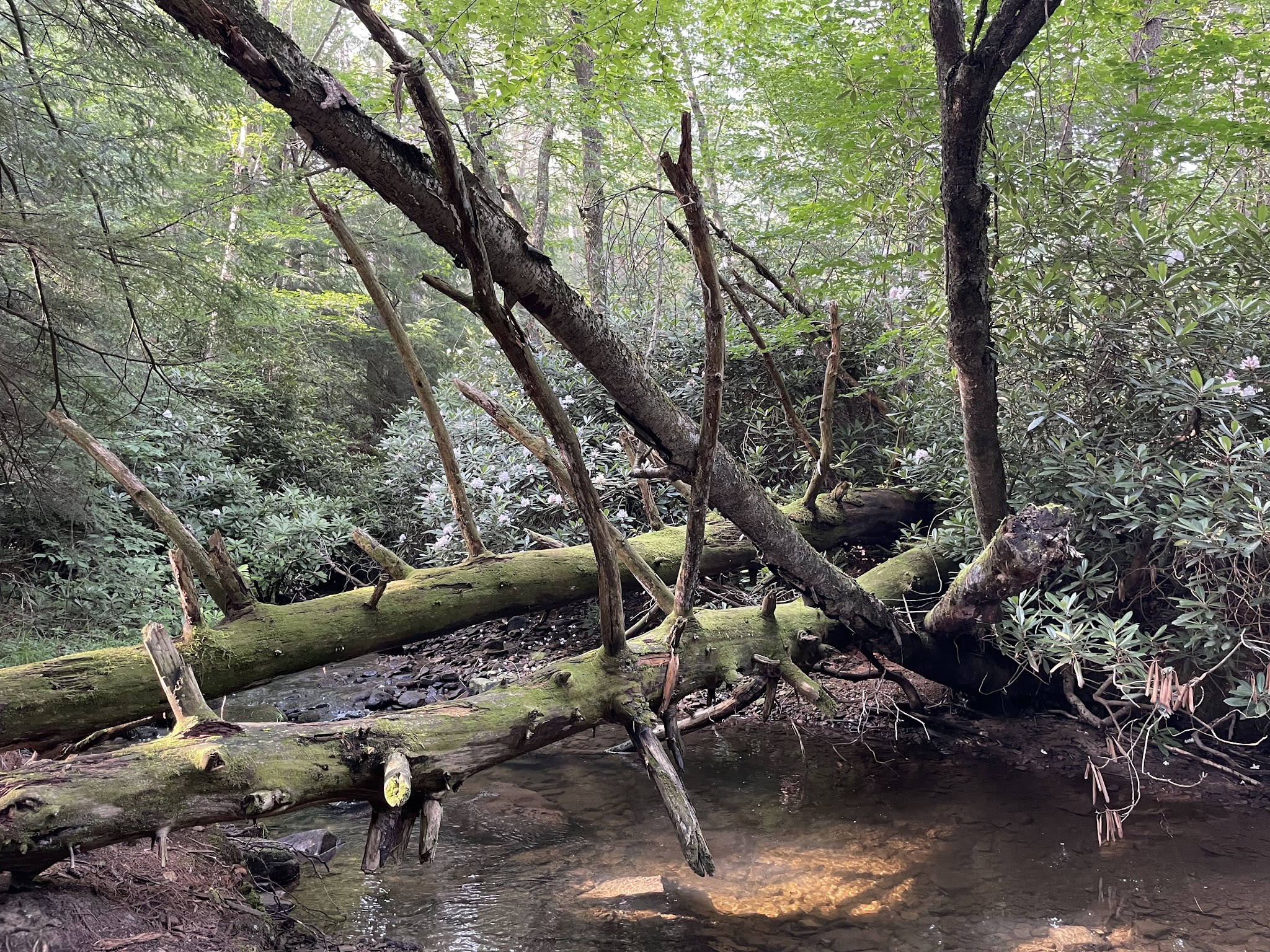 Clear Creek State Forest