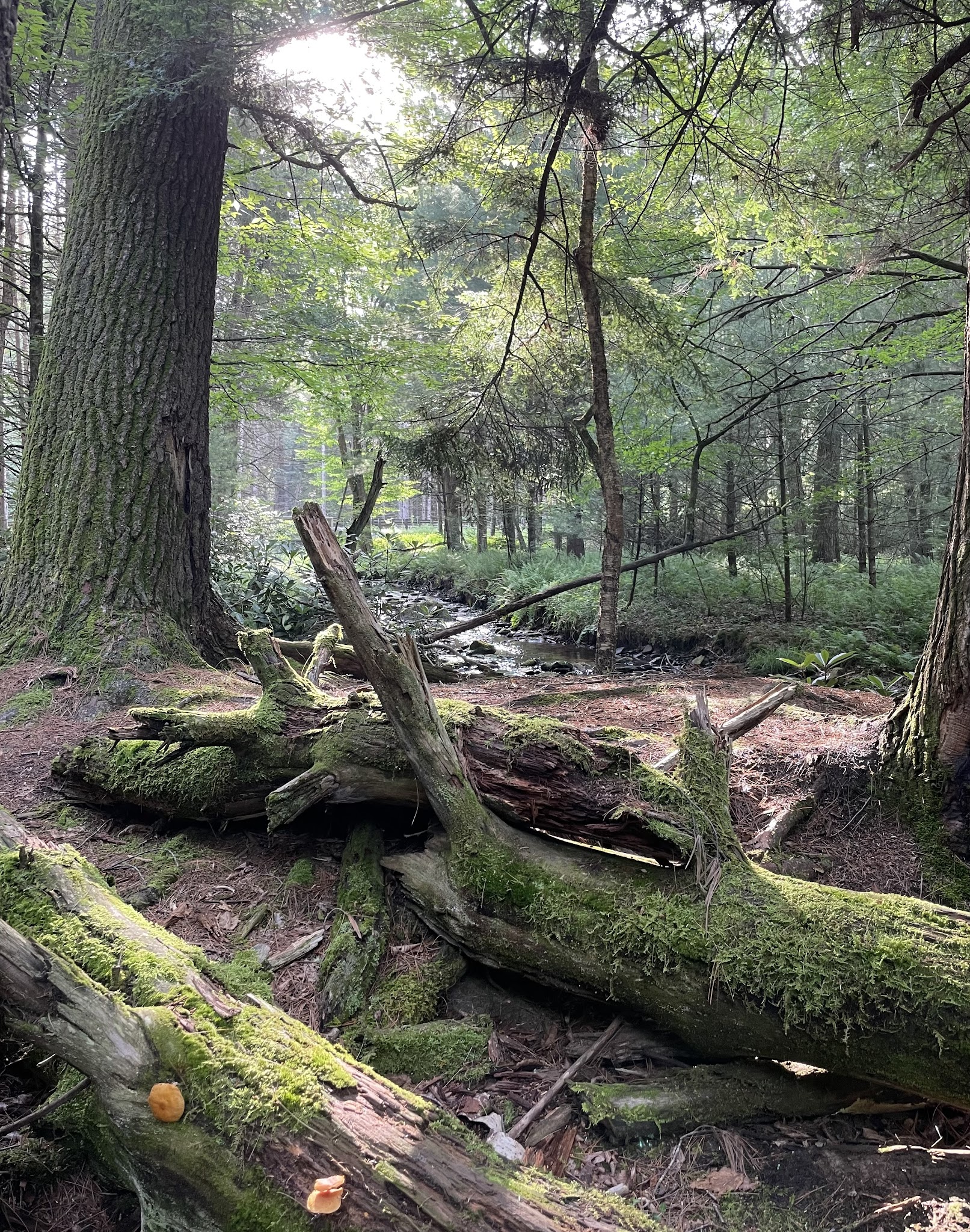 Clear Creek State Forest
