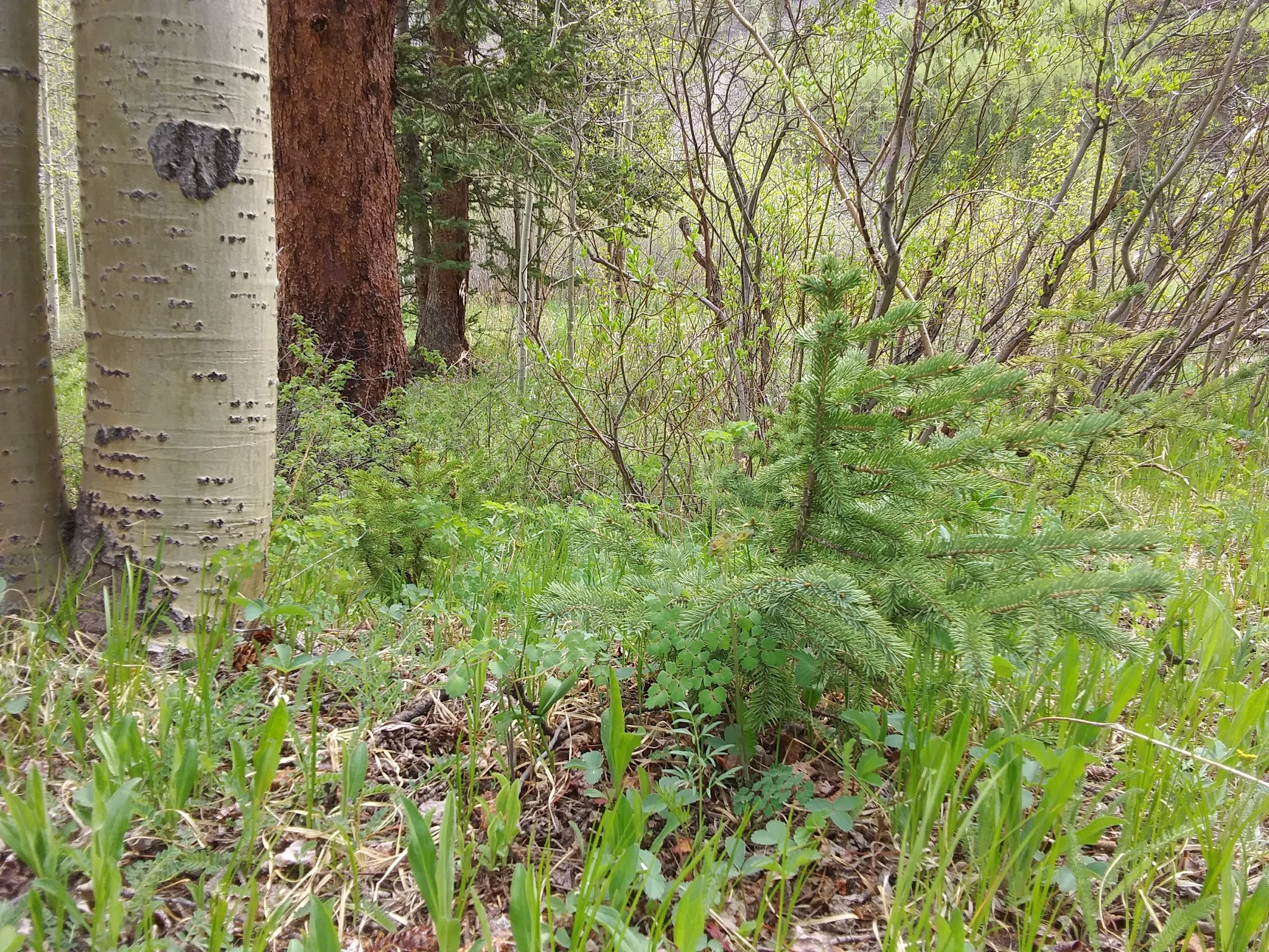 Clear Lake Campground