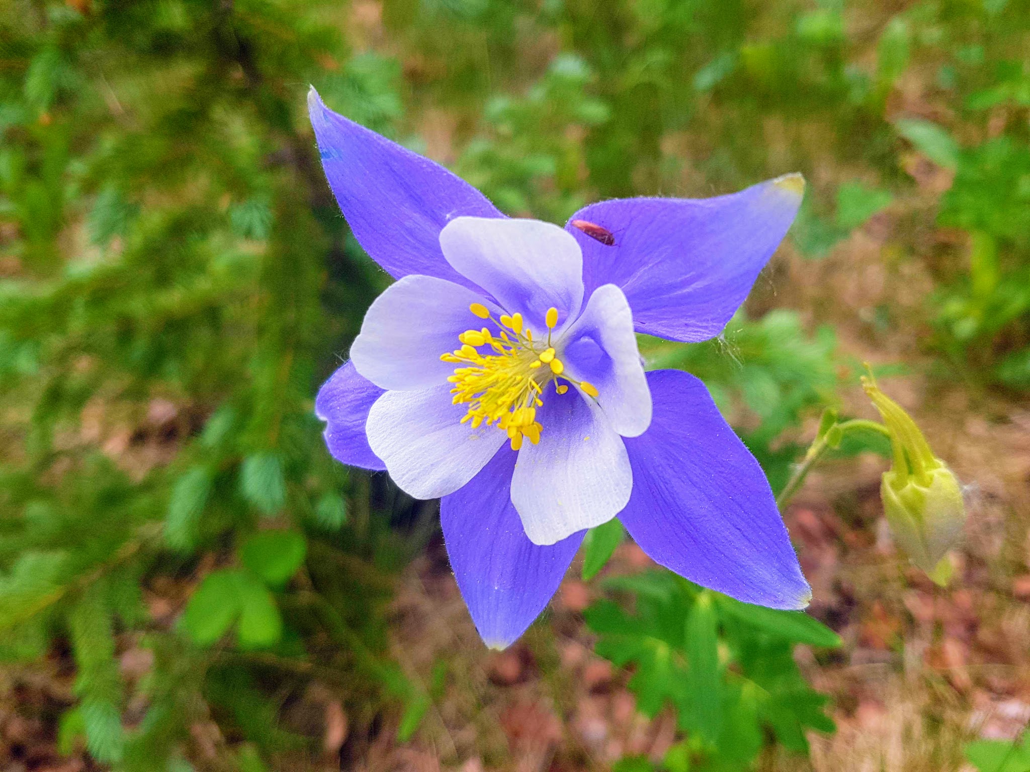 Clear Lake Campground