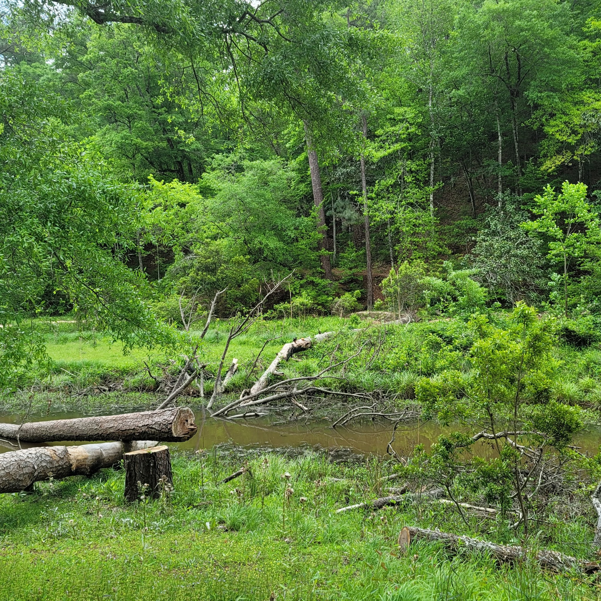 Clear Springs Recreation Area (Ms)