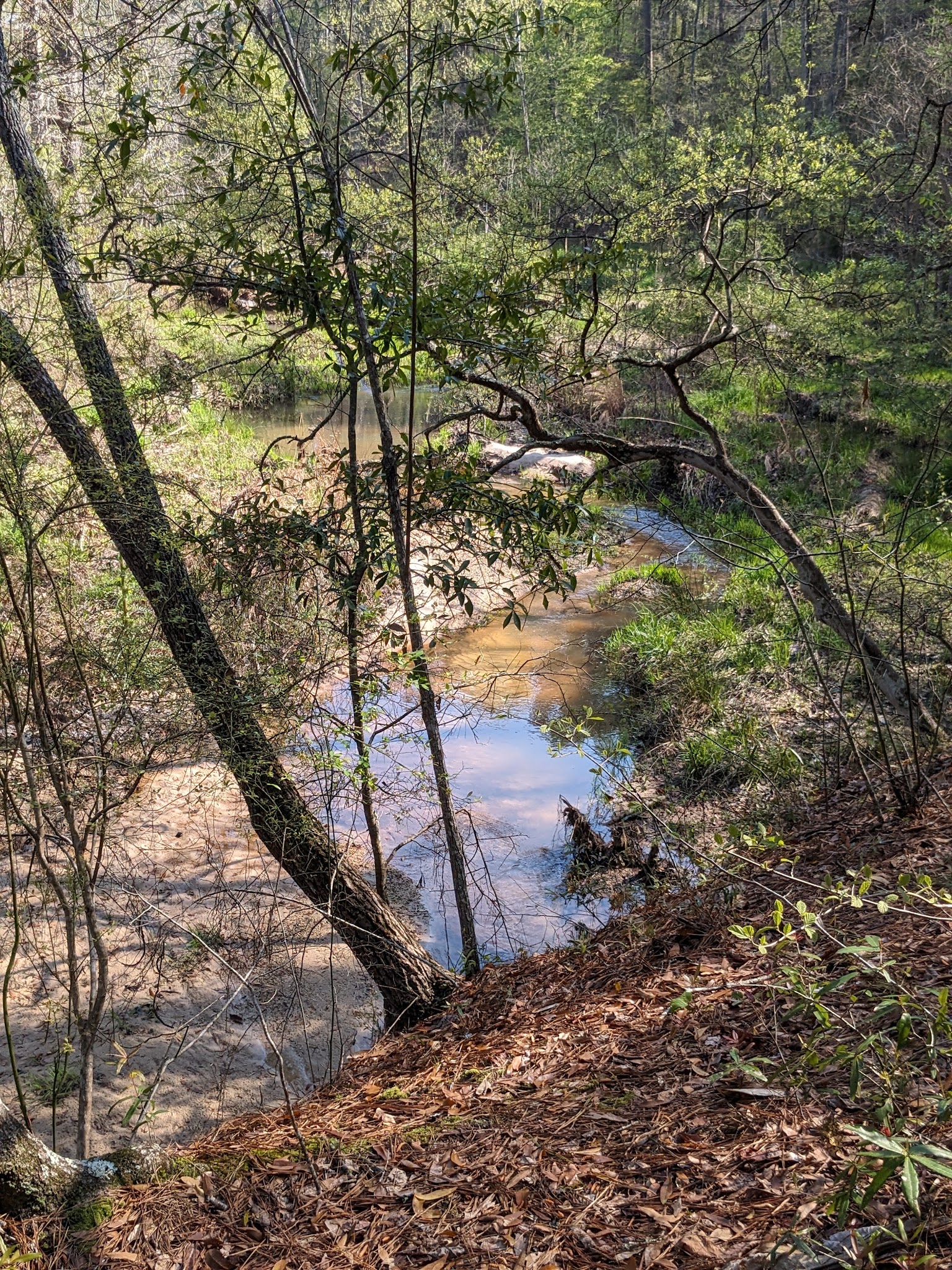 Clear Springs Recreation Area (Ms)